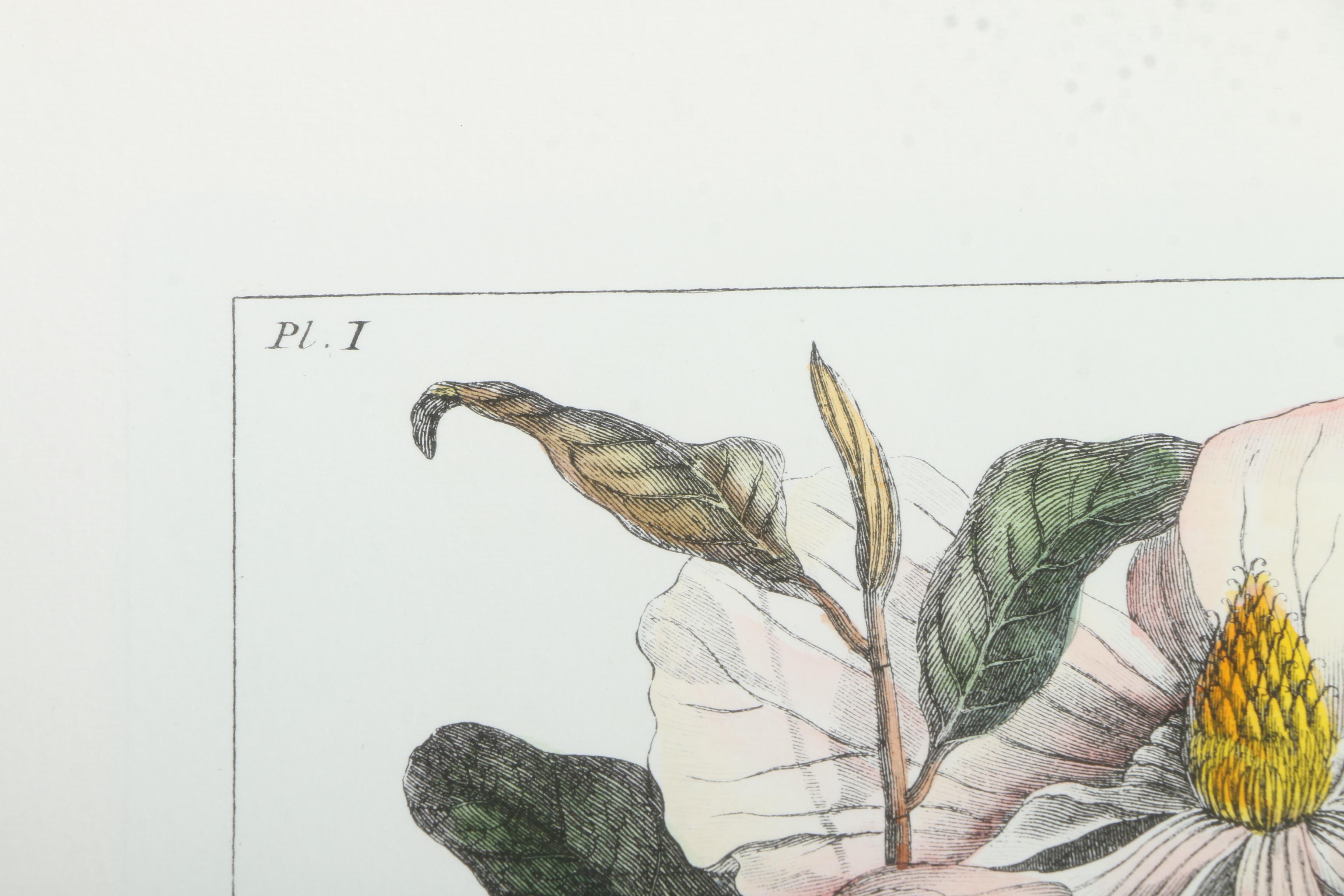 Botanical Hand Colored Lithographs by Fessard