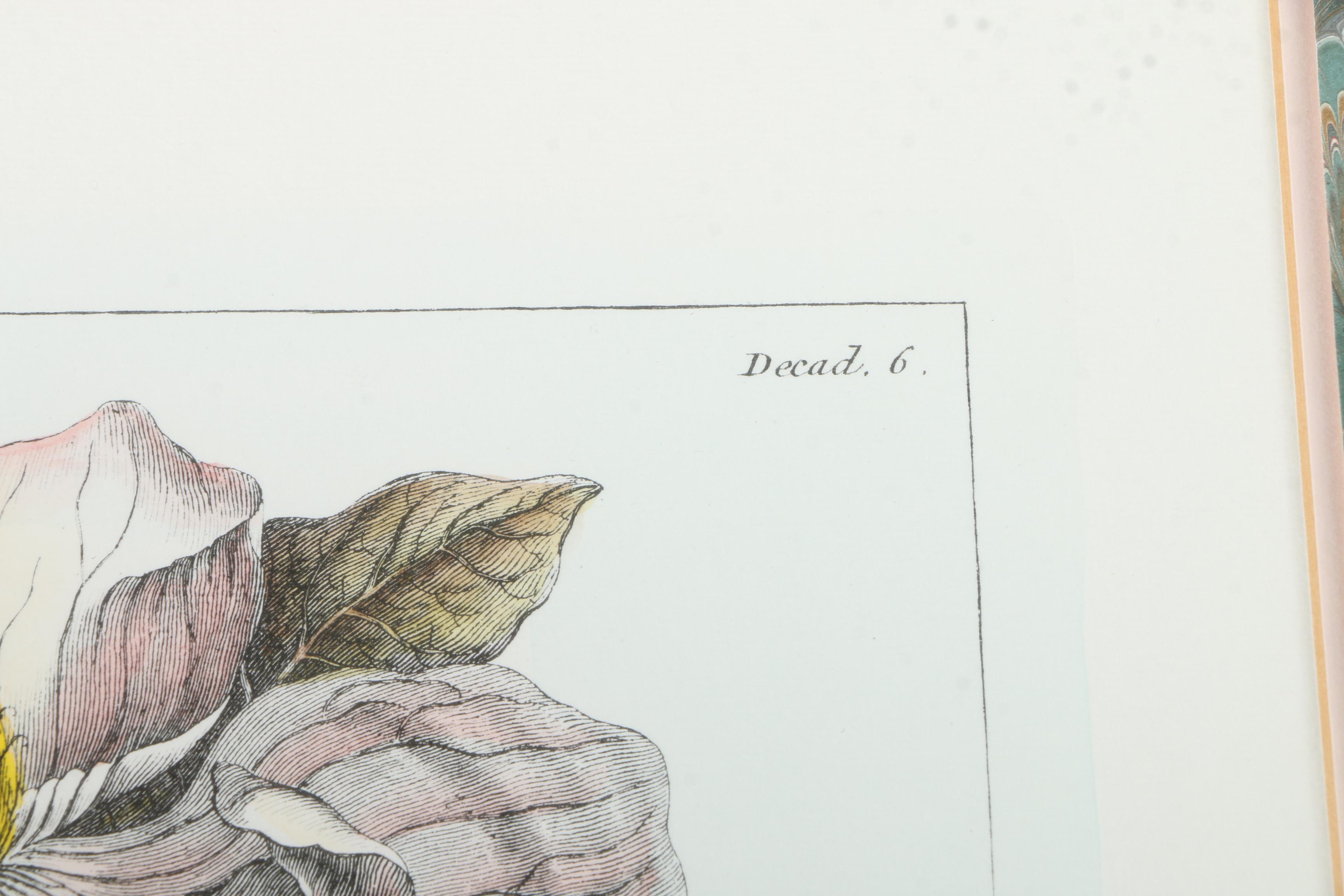 Botanical Hand Colored Lithographs by Fessard