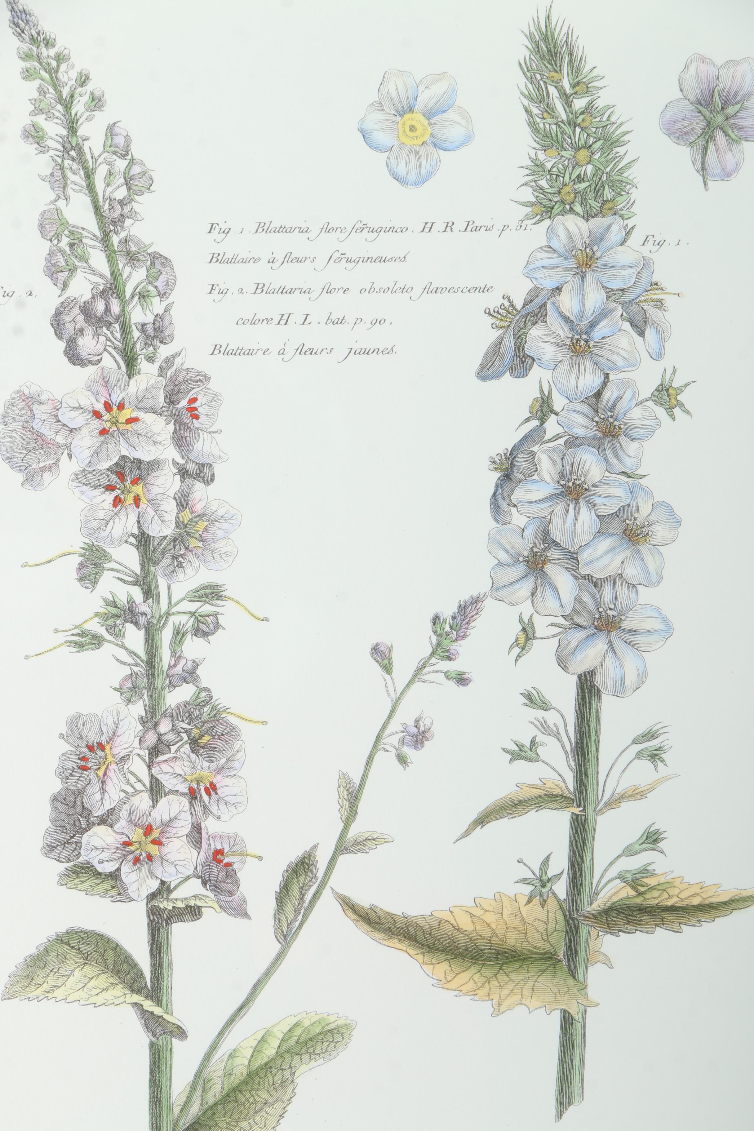 Botanical Hand Colored Lithographs by Fessard