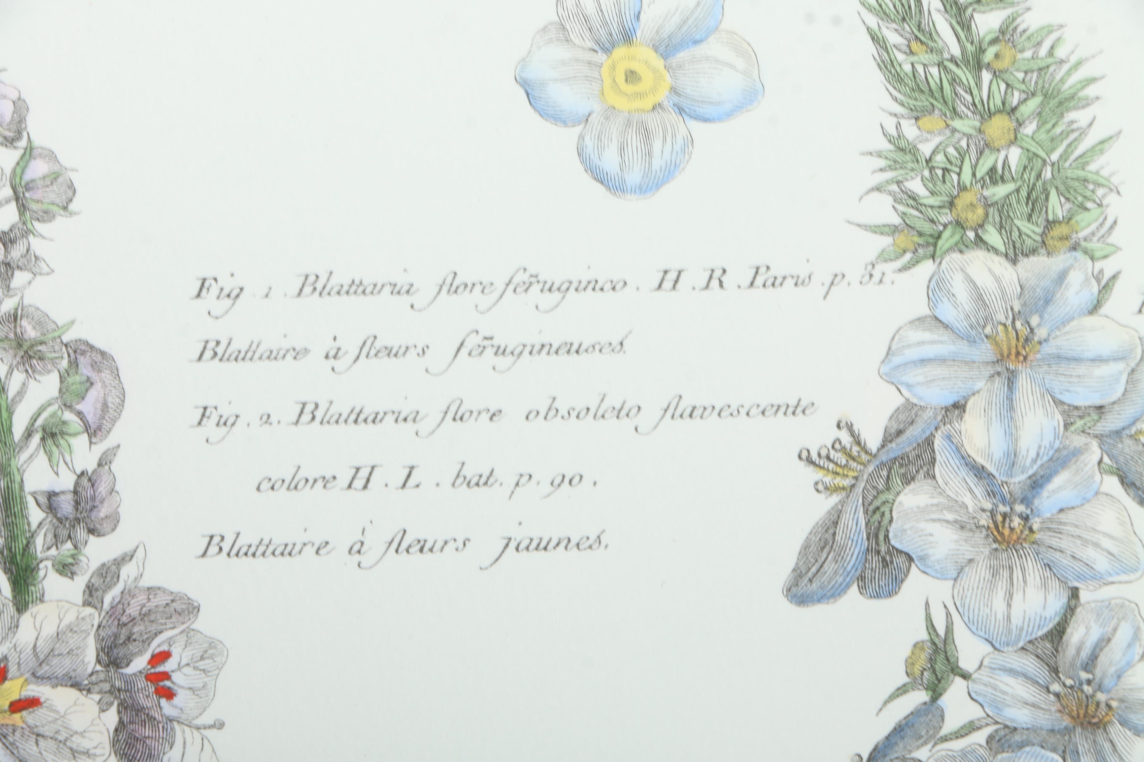 Botanical Hand Colored Lithographs by Fessard
