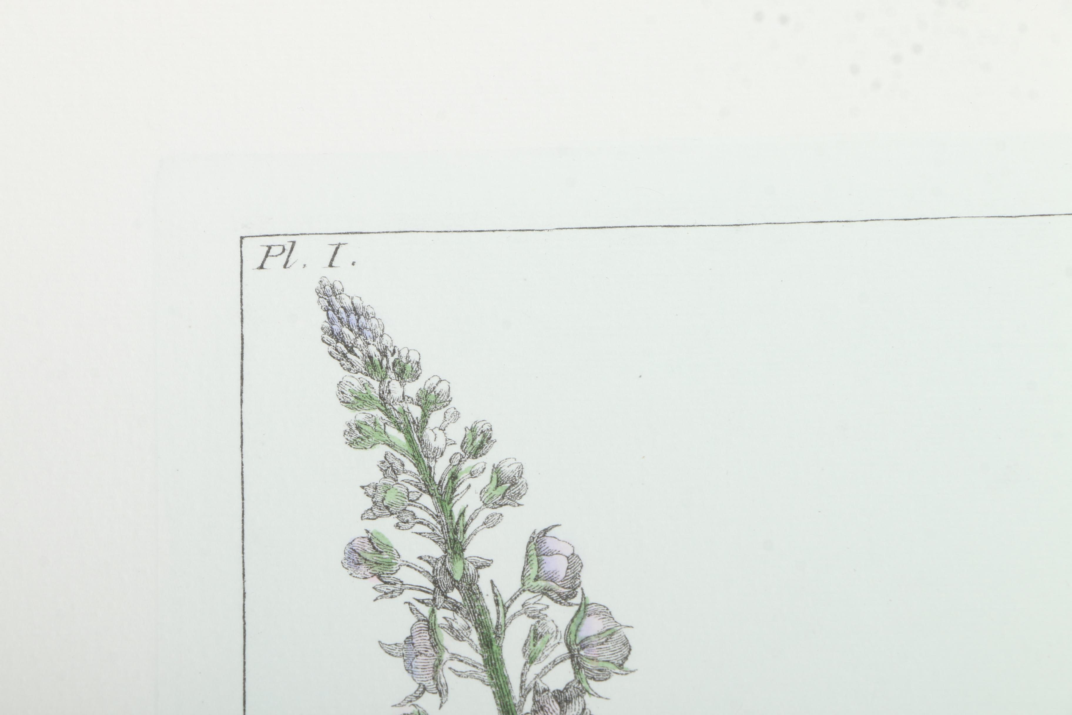 Botanical Hand Colored Lithographs by Fessard