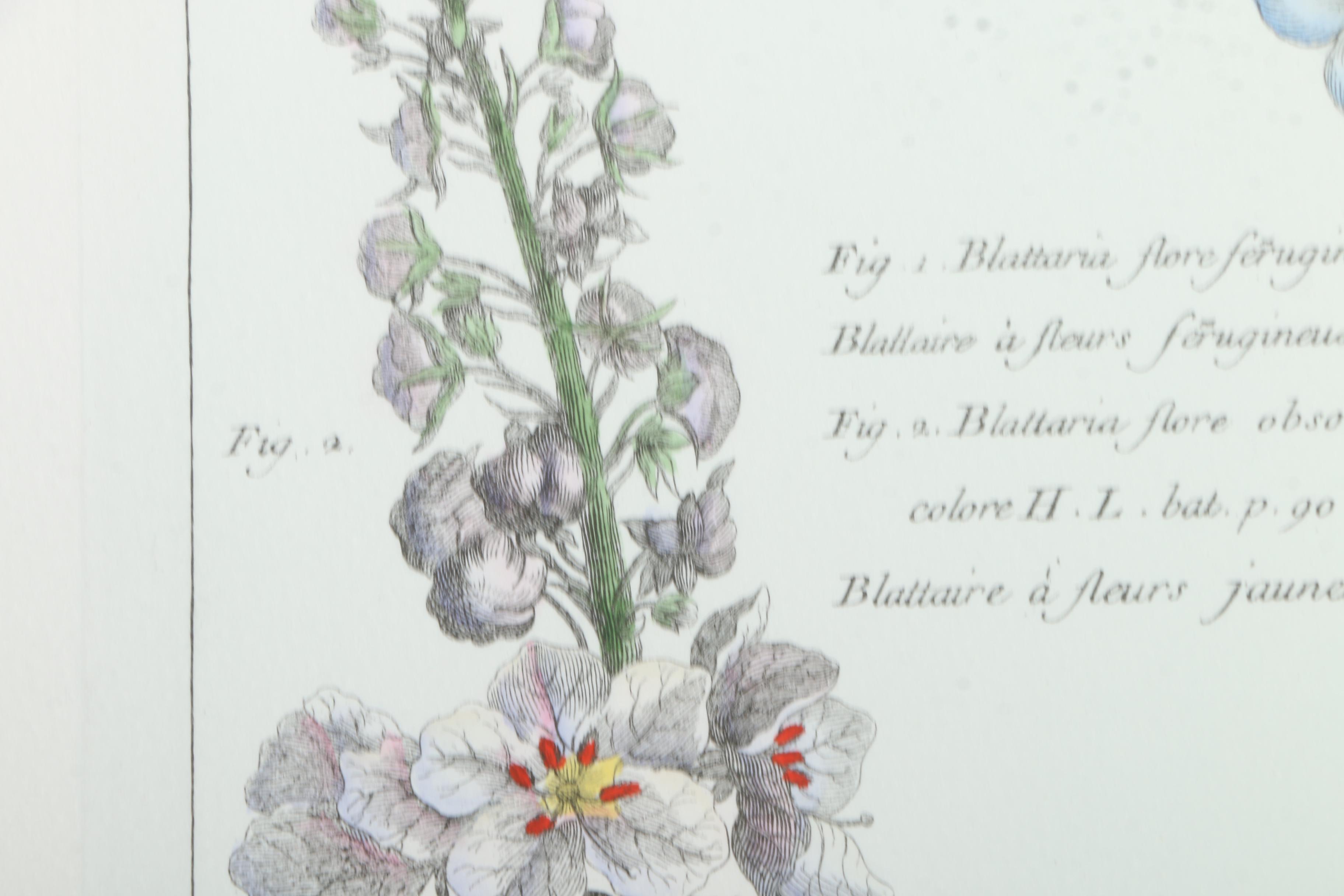 Botanical Hand Colored Lithographs by Fessard