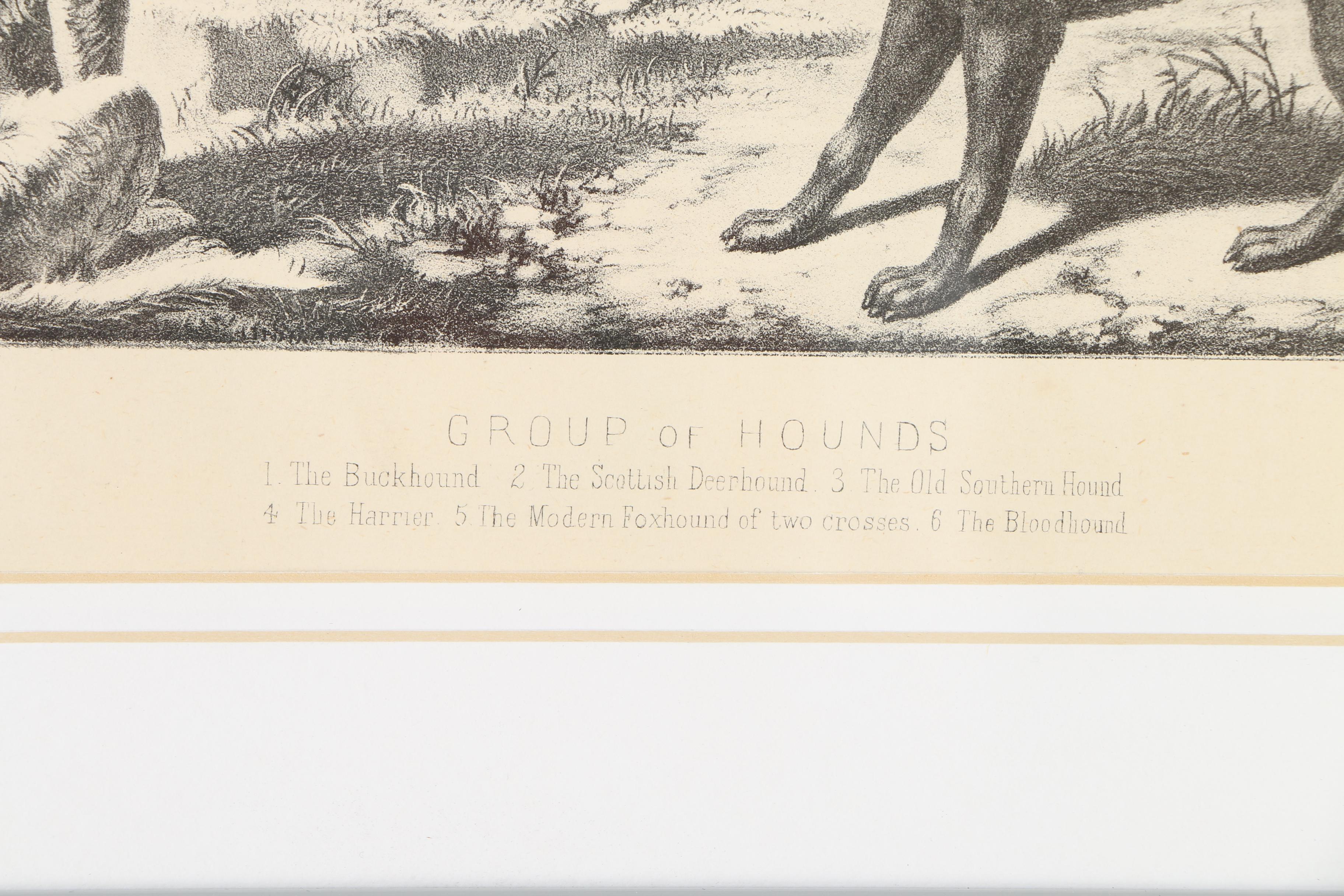 Lithograph on Paper After "Group of Hounds"
