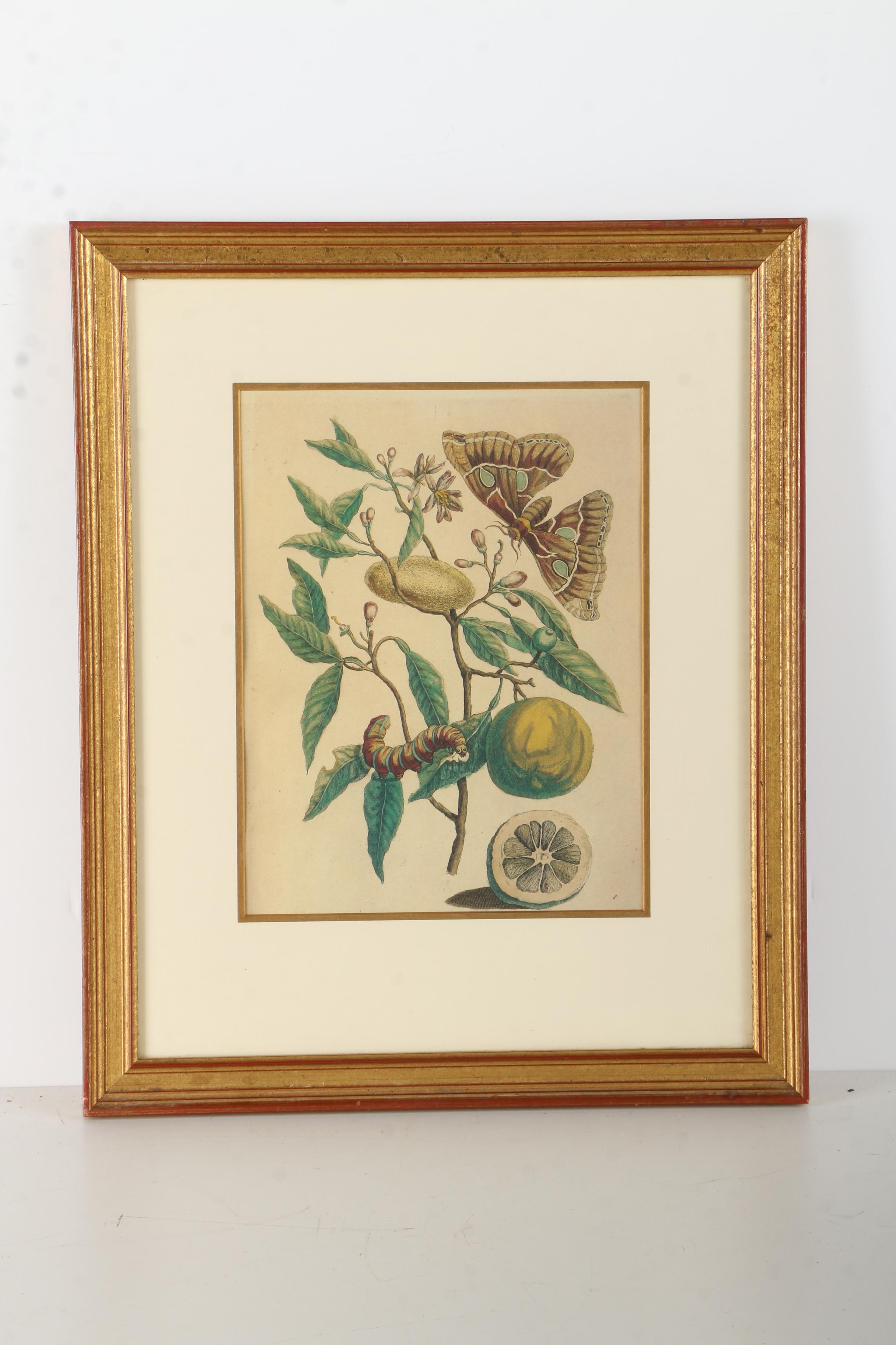 Offset Lithographs Marie Merian's "Life Cycle of the Insects of Surinam"