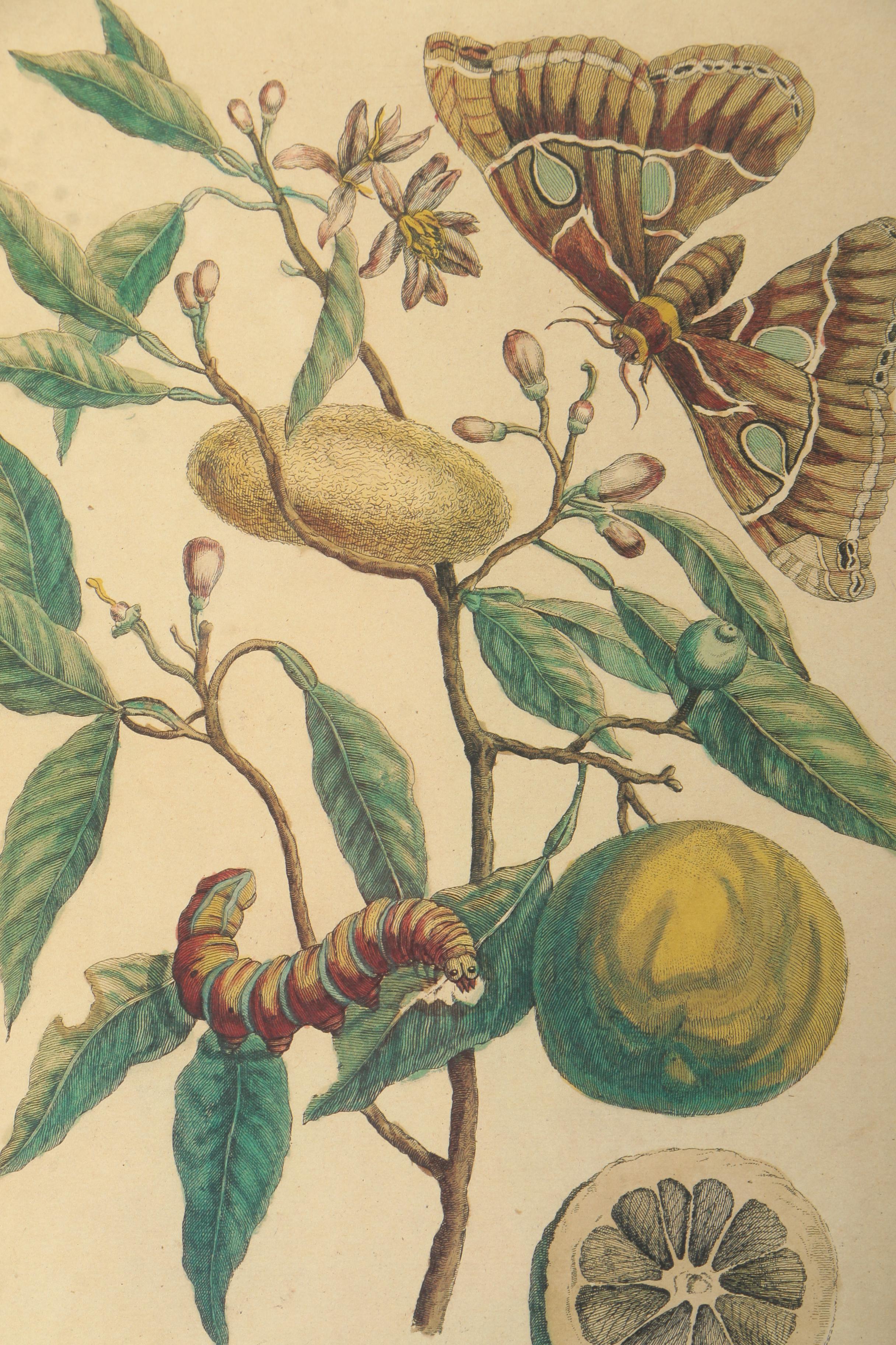 Offset Lithographs Marie Merian's "Life Cycle of the Insects of Surinam"