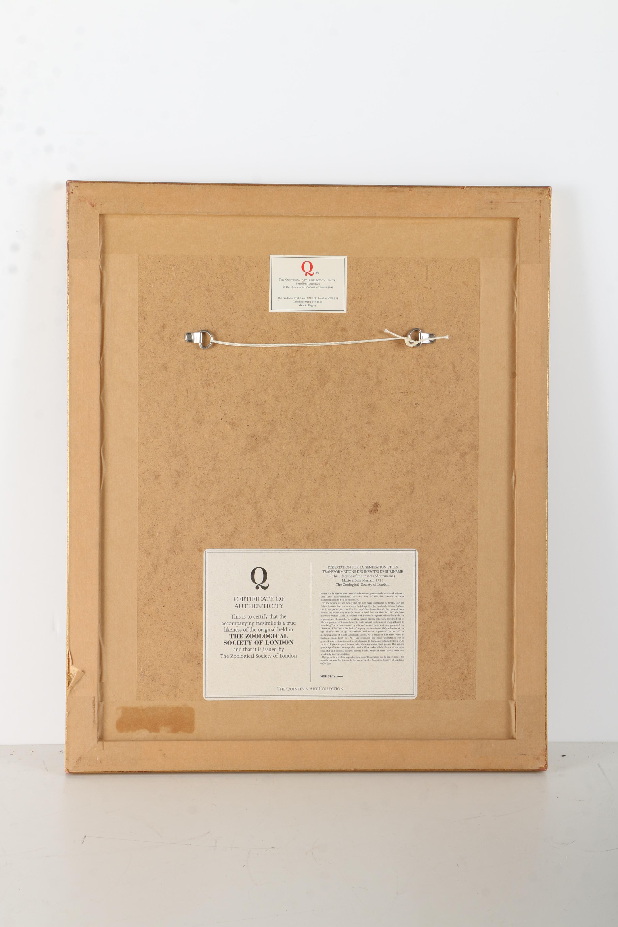 Offset Lithographs Marie Merian's "Life Cycle of the Insects of Surinam"