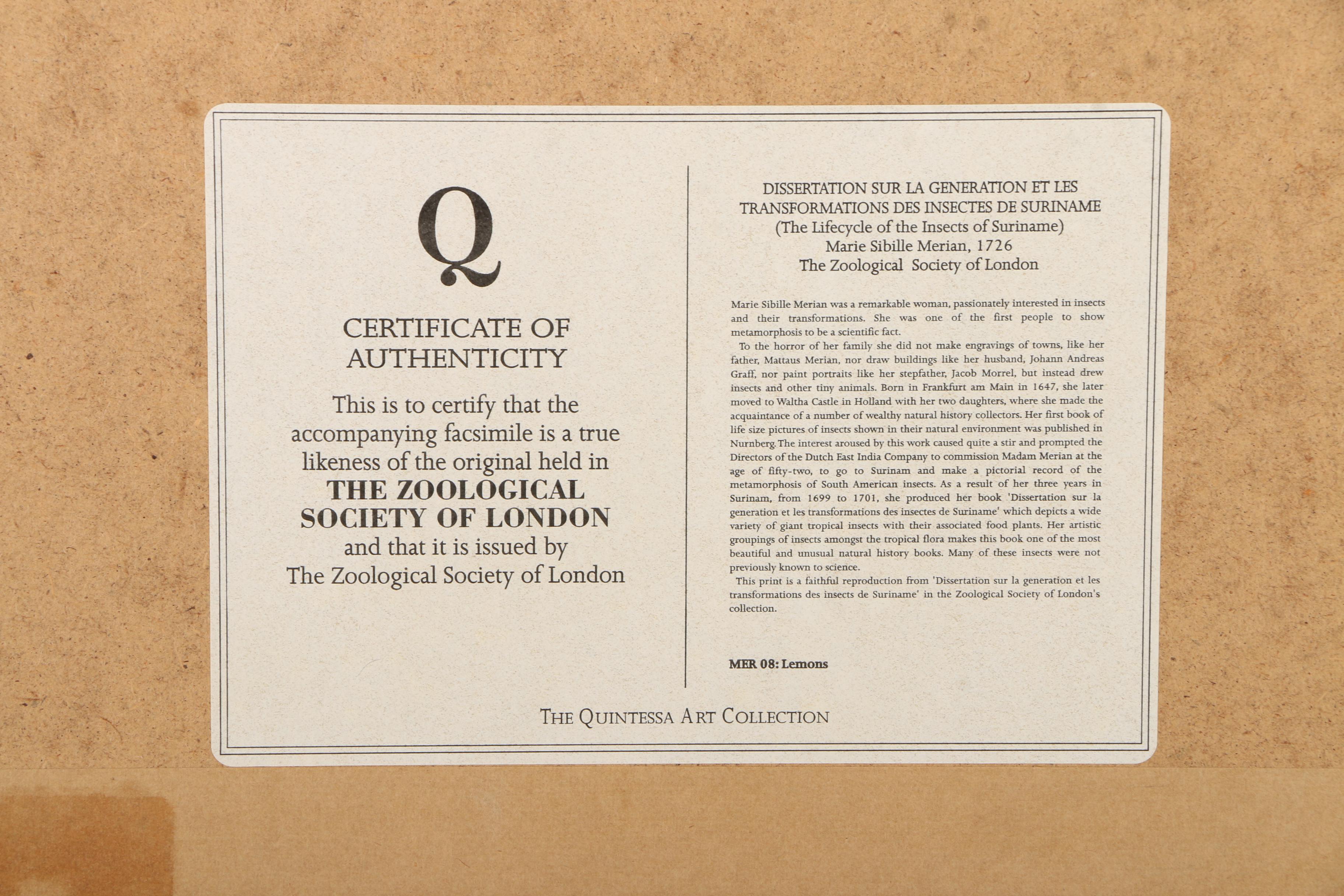 Offset Lithographs Marie Merian's "Life Cycle of the Insects of Surinam"