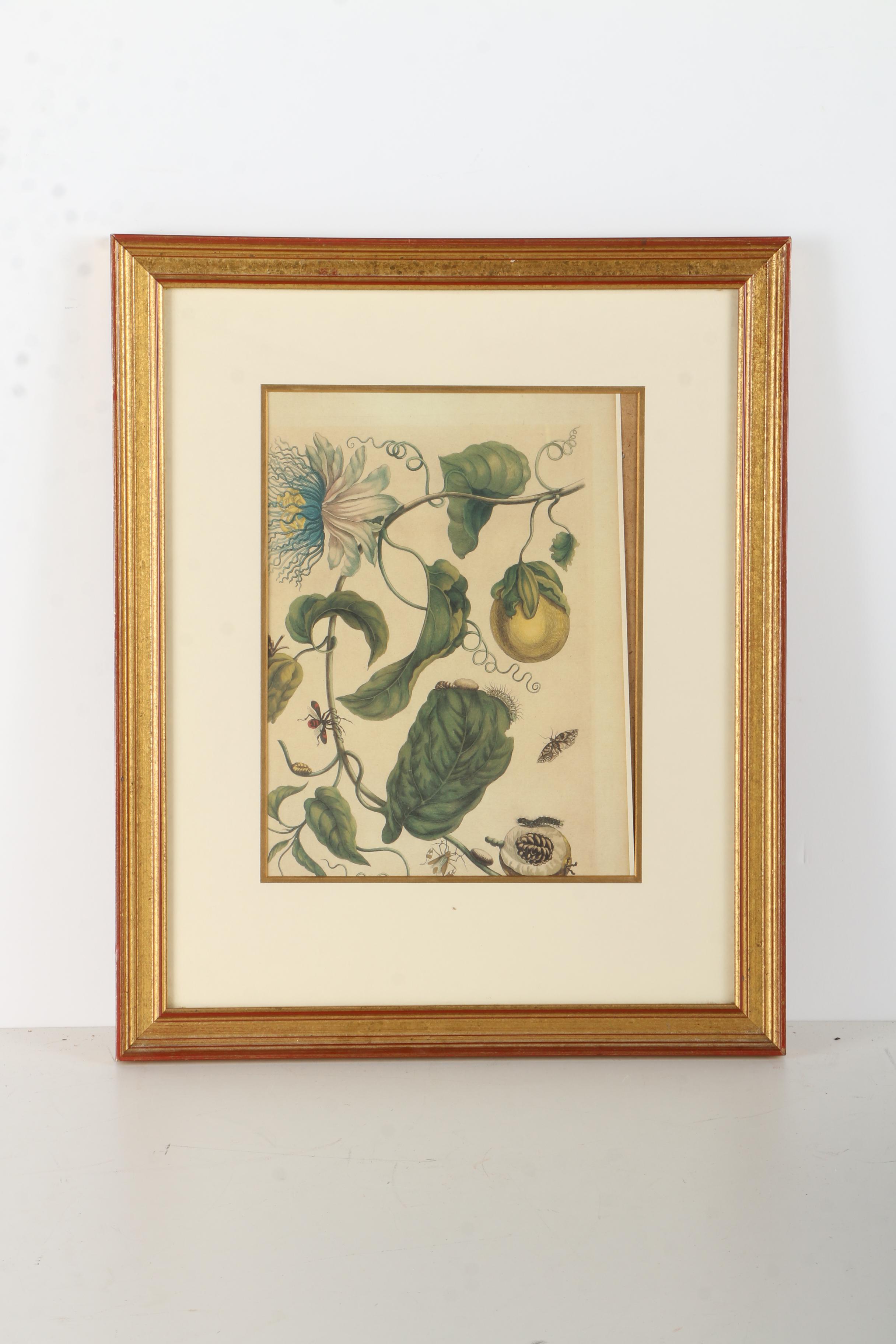 Offset Lithographs Marie Merian's "Life Cycle of the Insects of Surinam"