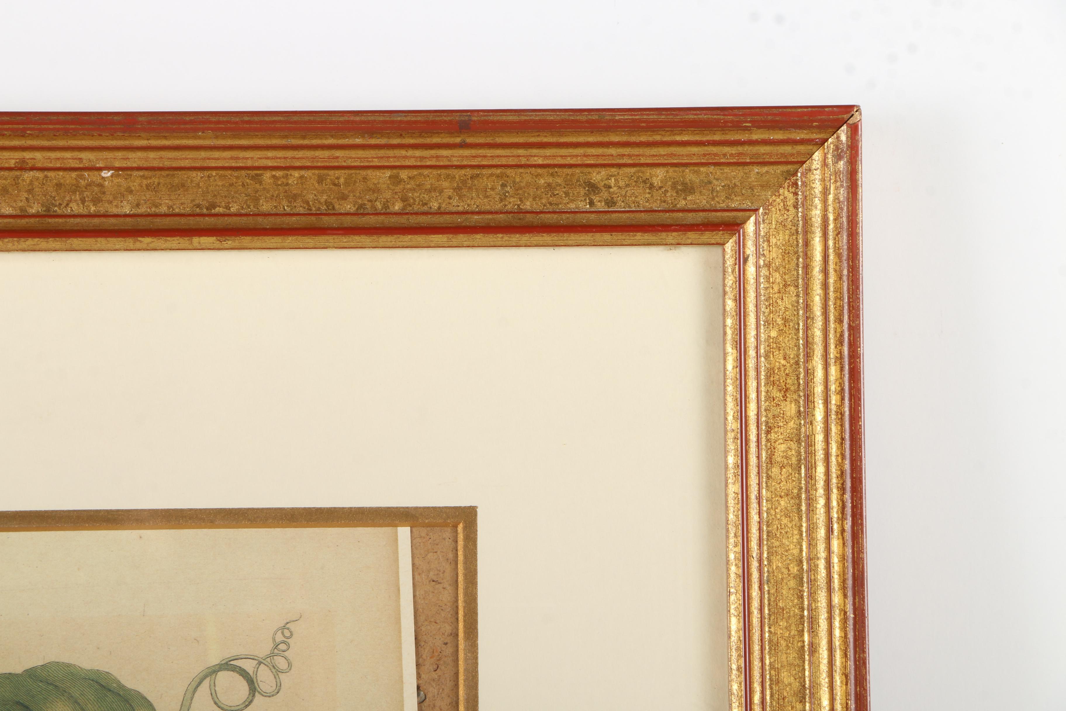 Offset Lithographs Marie Merian's "Life Cycle of the Insects of Surinam"