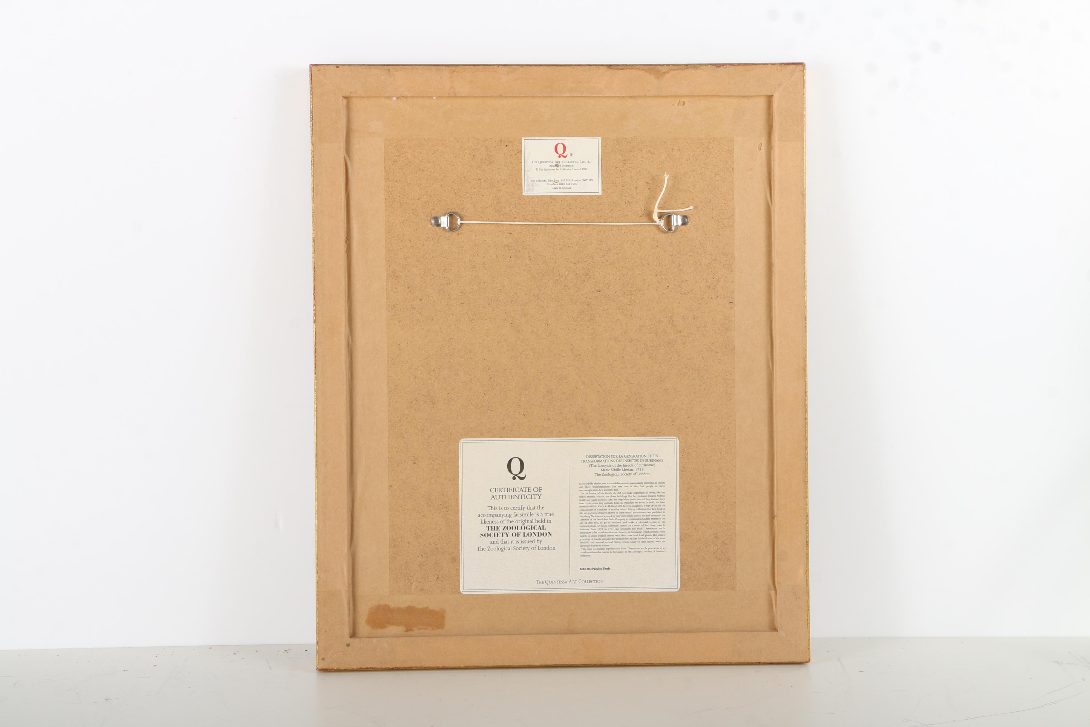 Offset Lithographs Marie Merian's "Life Cycle of the Insects of Surinam"