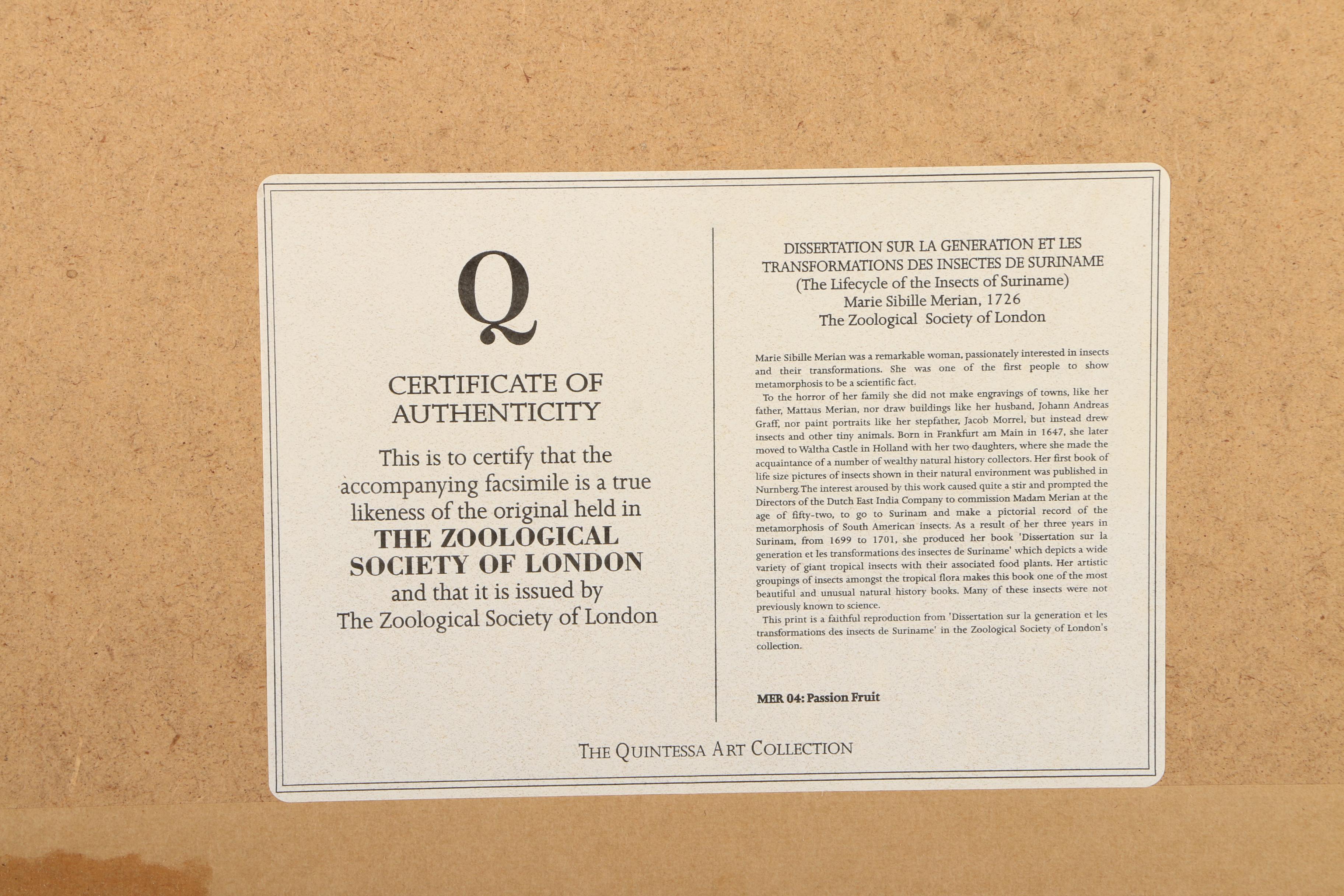 Offset Lithographs Marie Merian's "Life Cycle of the Insects of Surinam"