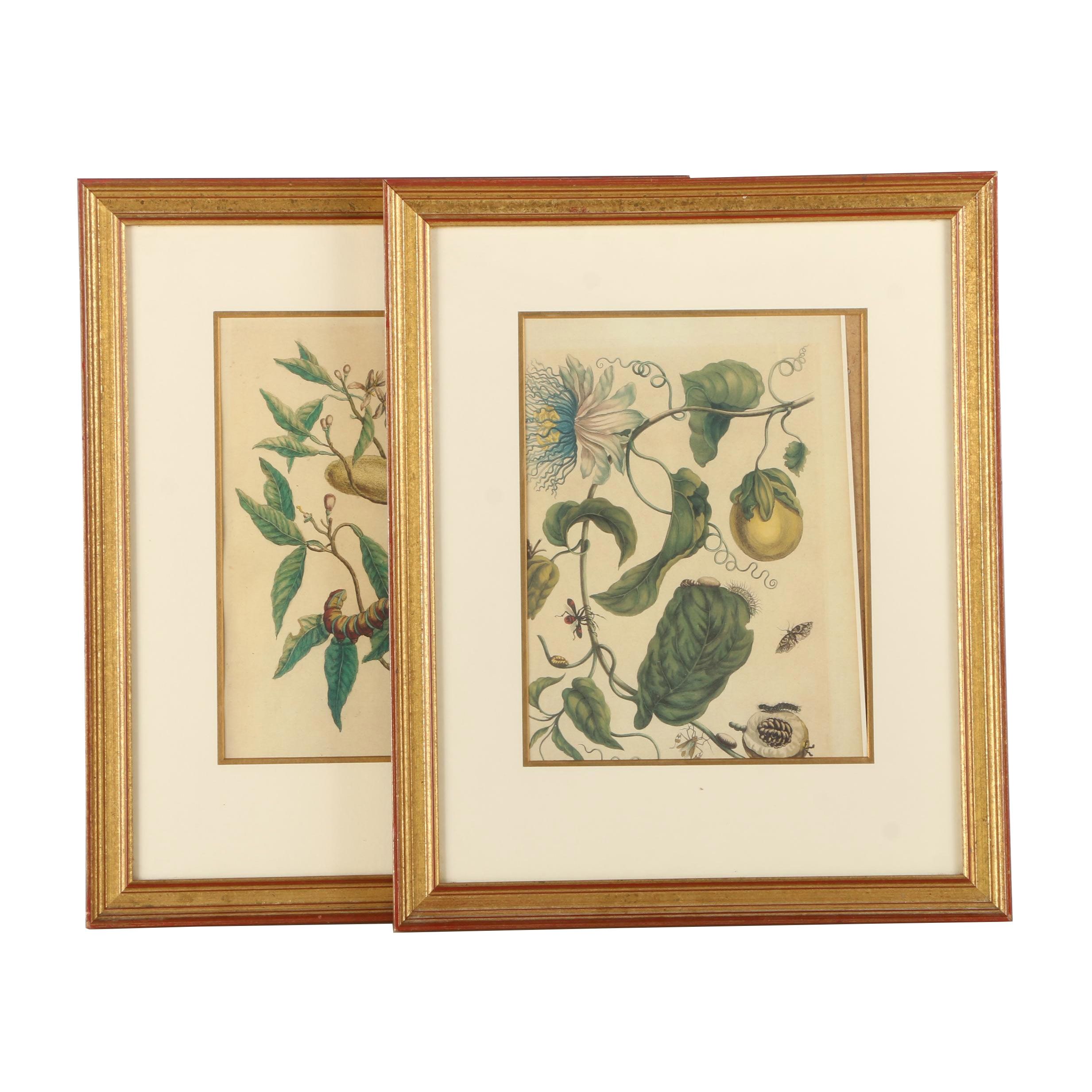 Offset Lithographs Marie Merian's "Life Cycle of the Insects of Surinam"