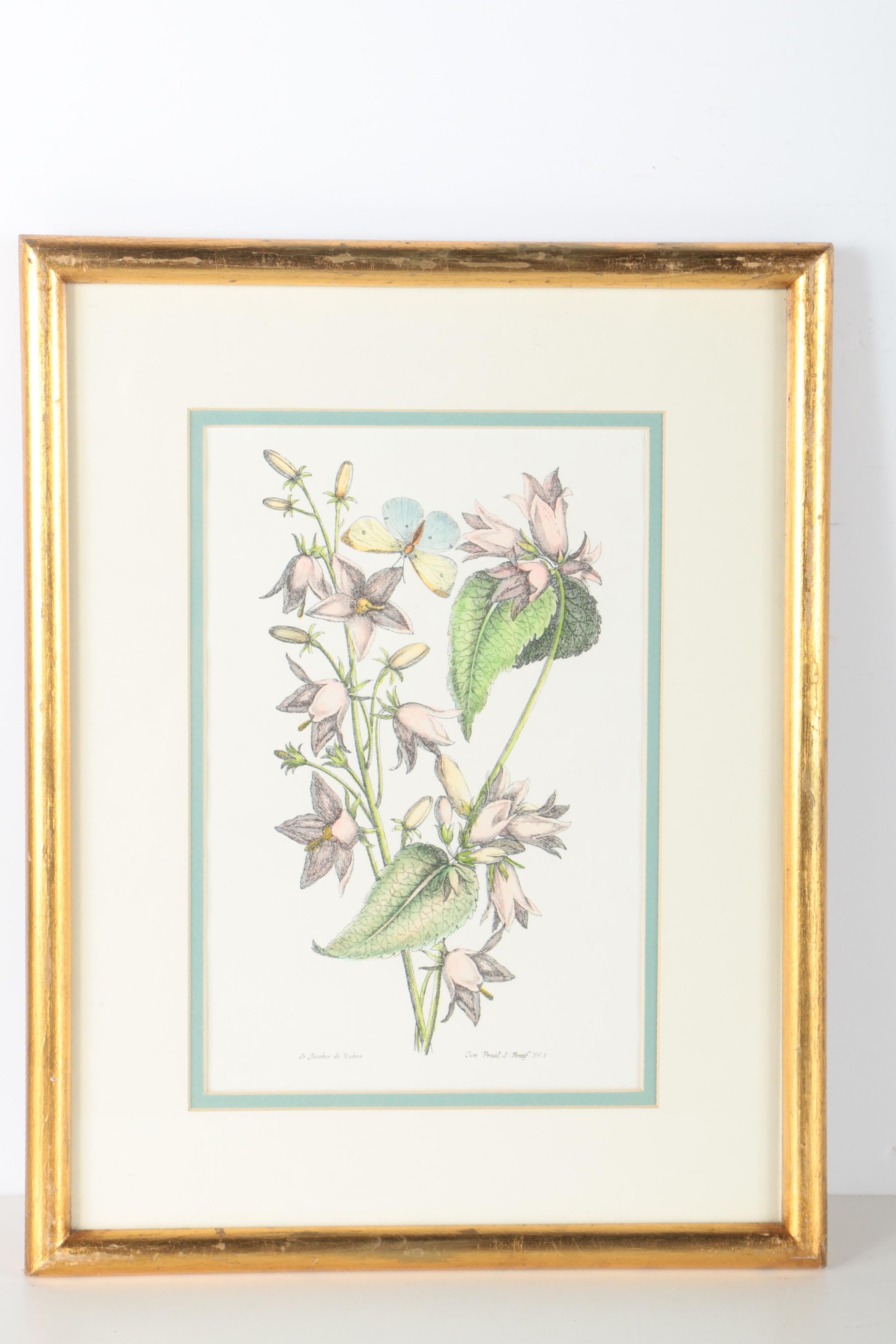 Two Hand-colored Lithographs After Jacobus de Rubeis of Flowers and Butterflies