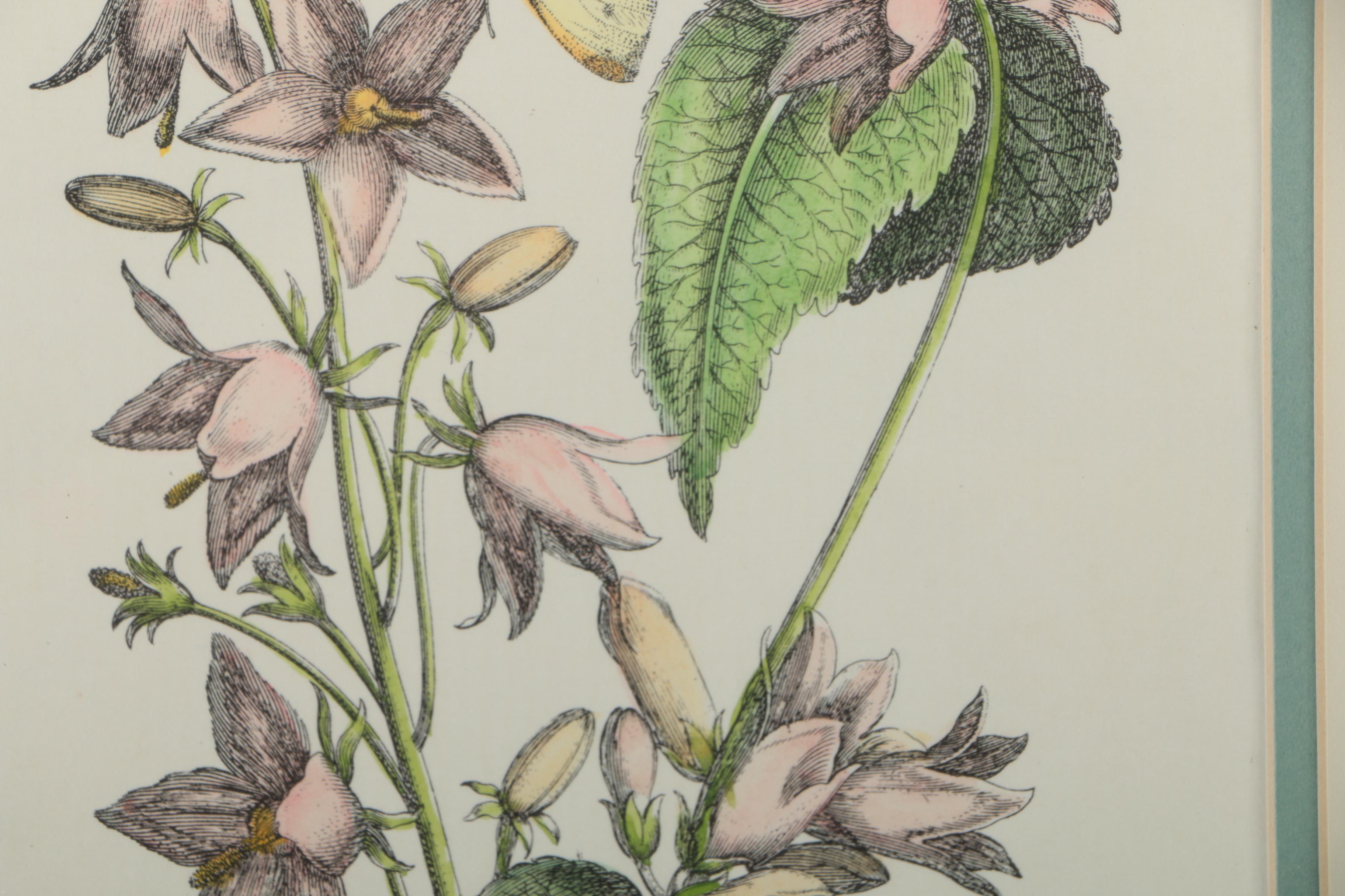 Two Hand-colored Lithographs After Jacobus de Rubeis of Flowers and Butterflies
