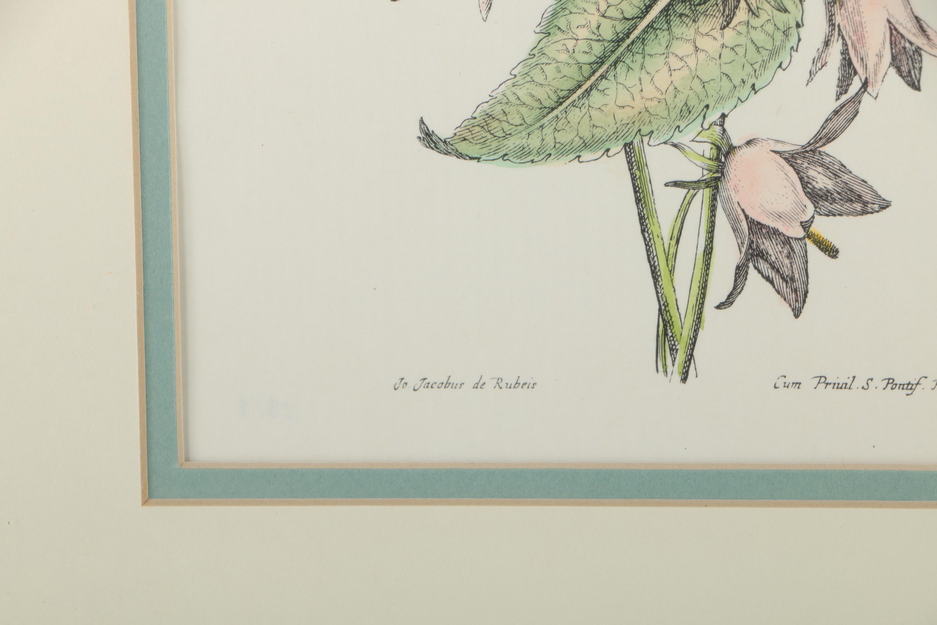 Two Hand-colored Lithographs After Jacobus de Rubeis of Flowers and Butterflies