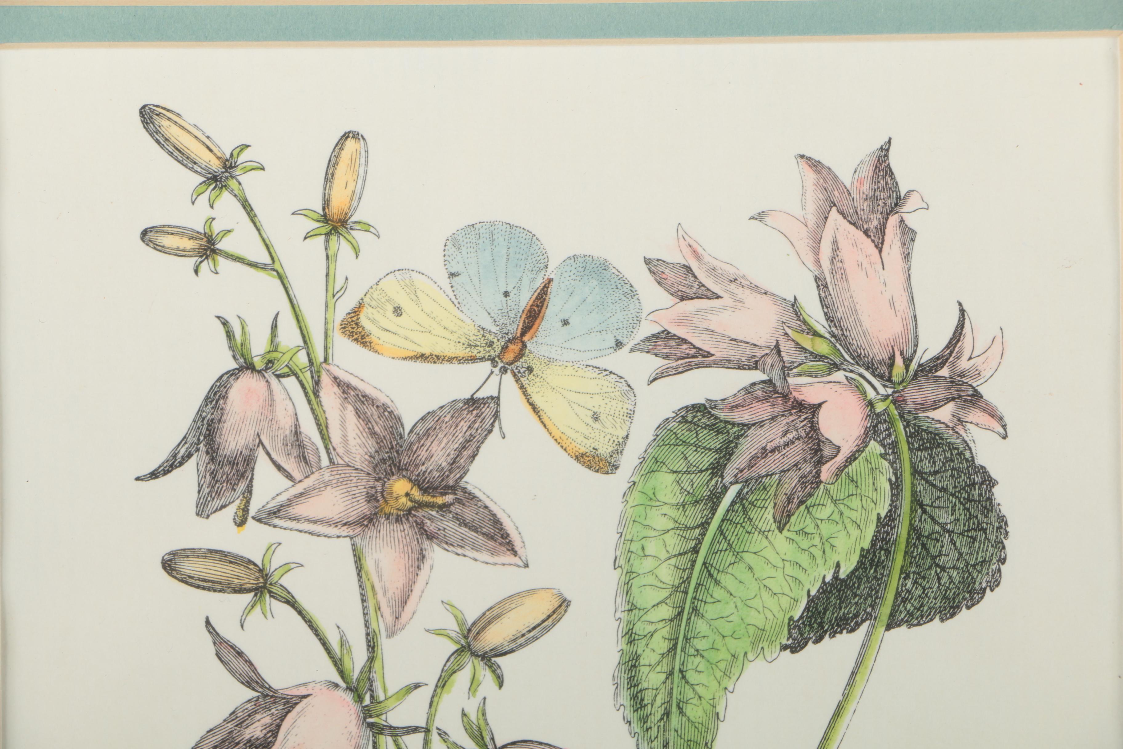 Two Hand-colored Lithographs After Jacobus de Rubeis of Flowers and Butterflies