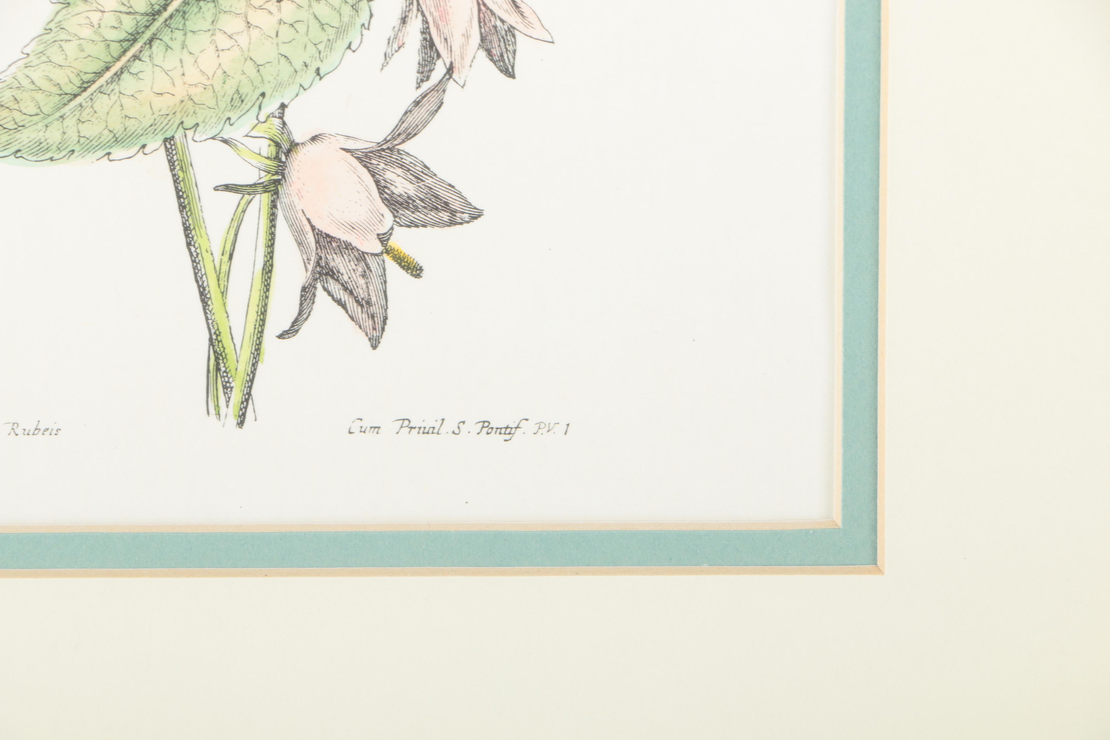 Two Hand-colored Lithographs After Jacobus de Rubeis of Flowers and Butterflies