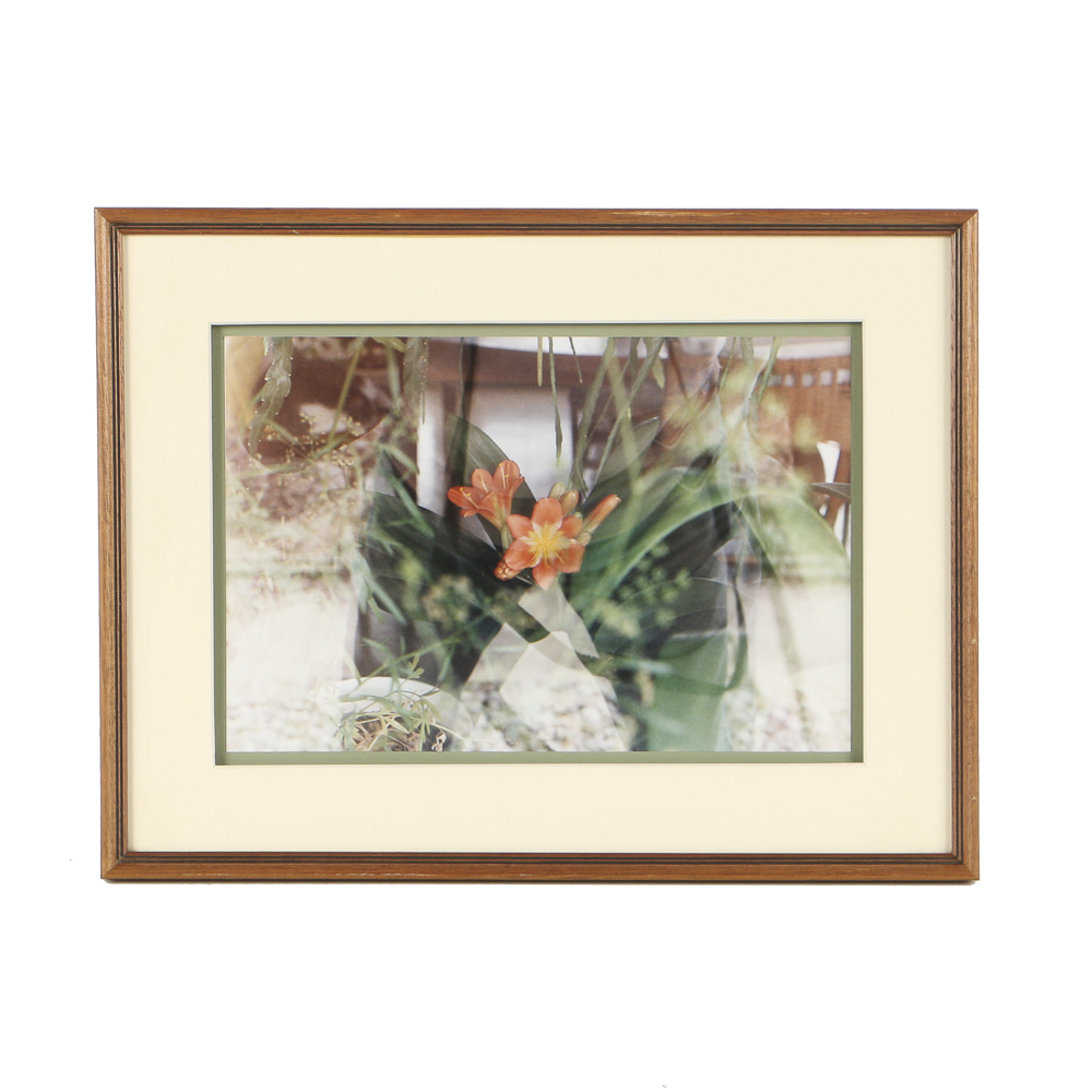 Chromogenic Photograph on Paper of Kaffir Lilies