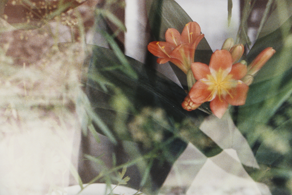 Chromogenic Photograph on Paper of Kaffir Lilies