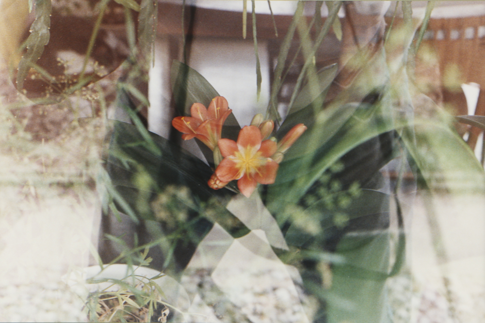 Chromogenic Photograph on Paper of Kaffir Lilies