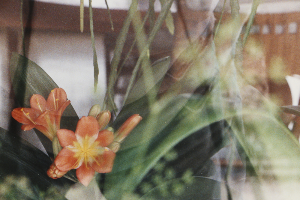 Chromogenic Photograph on Paper of Kaffir Lilies