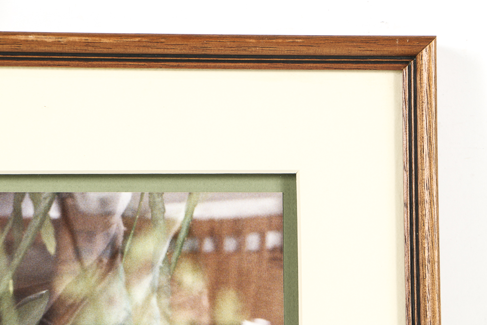 Chromogenic Photograph on Paper of Kaffir Lilies