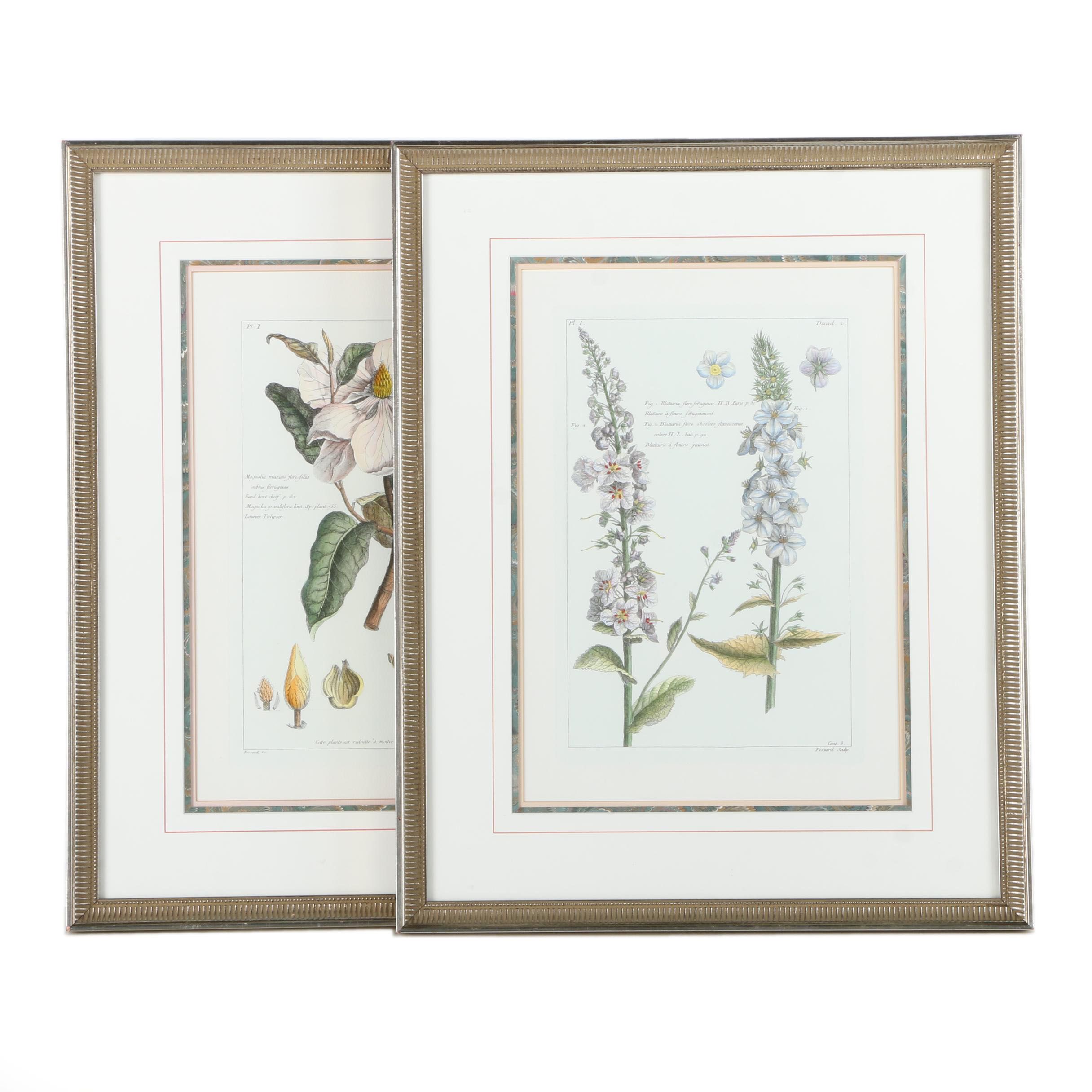 Botanical Hand Colored Lithographs by Fessard