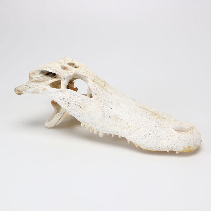 Top Half of American Alligator Skull