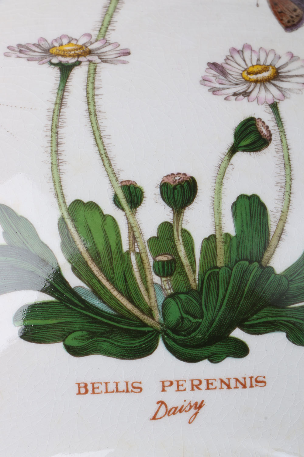 Vintage Portmeirion "The Botanic Garden"  Tableware