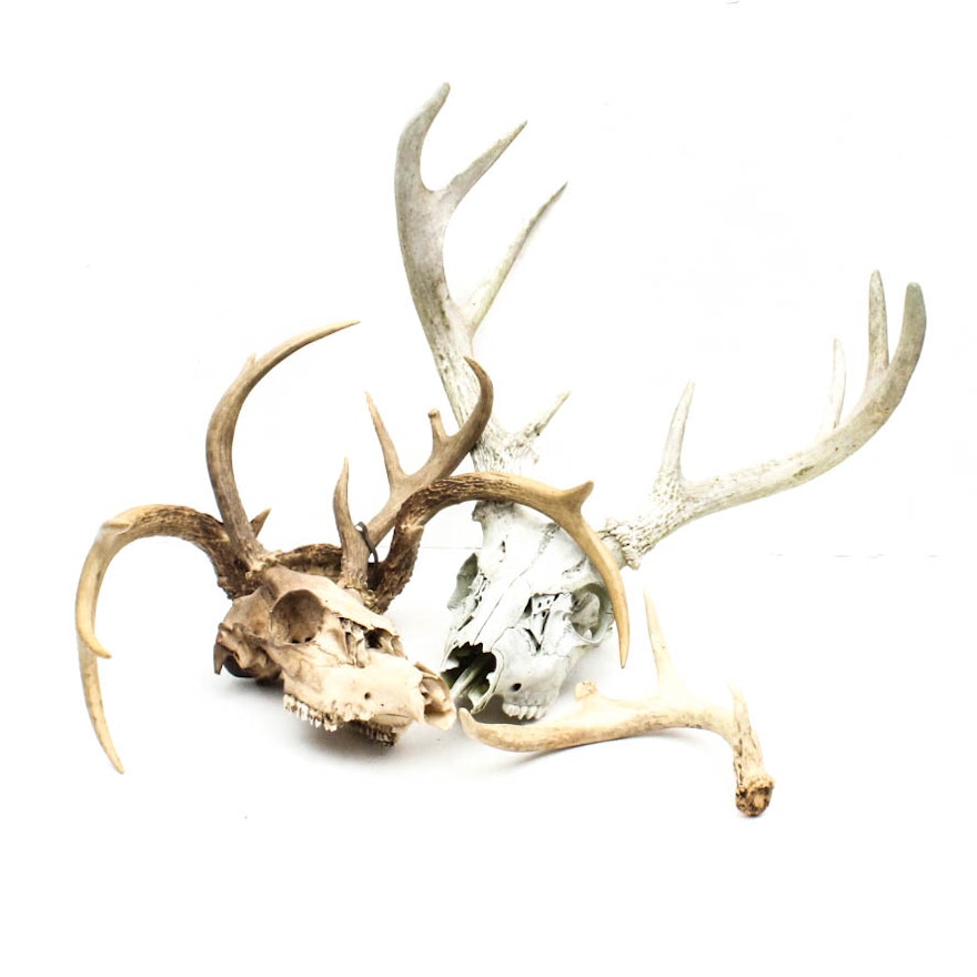 Deer Skulls and Antlers