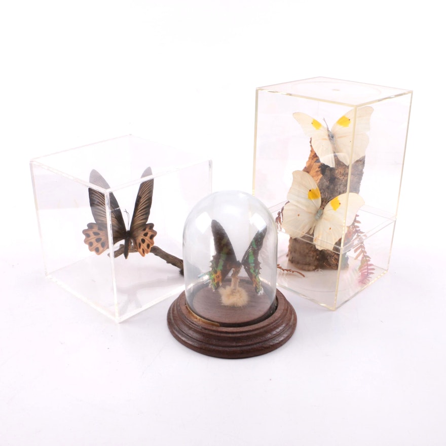 Three mounted butterfly dioramas.