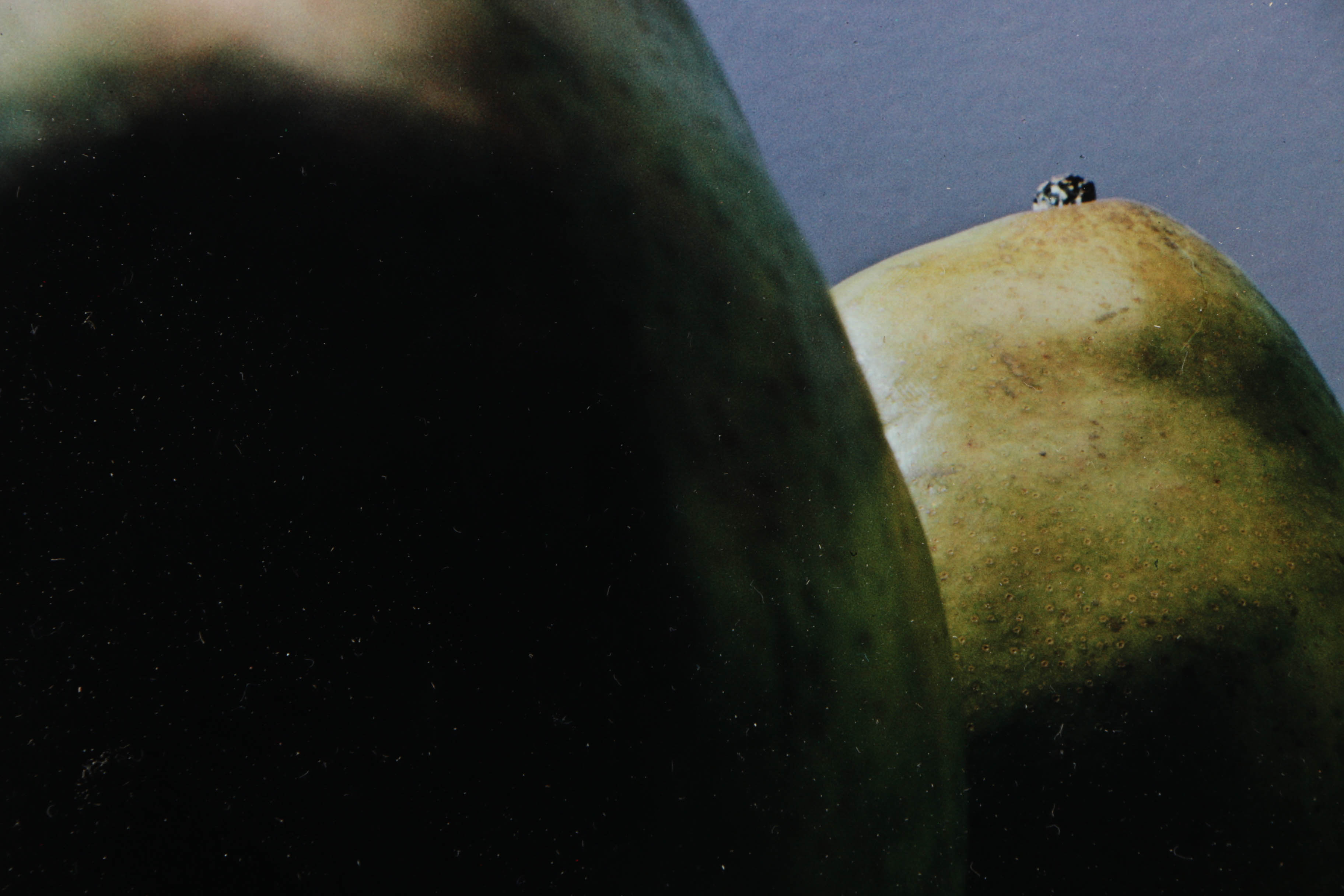 Peter Dechar Limited Edition Giclee on Paper "Pears"