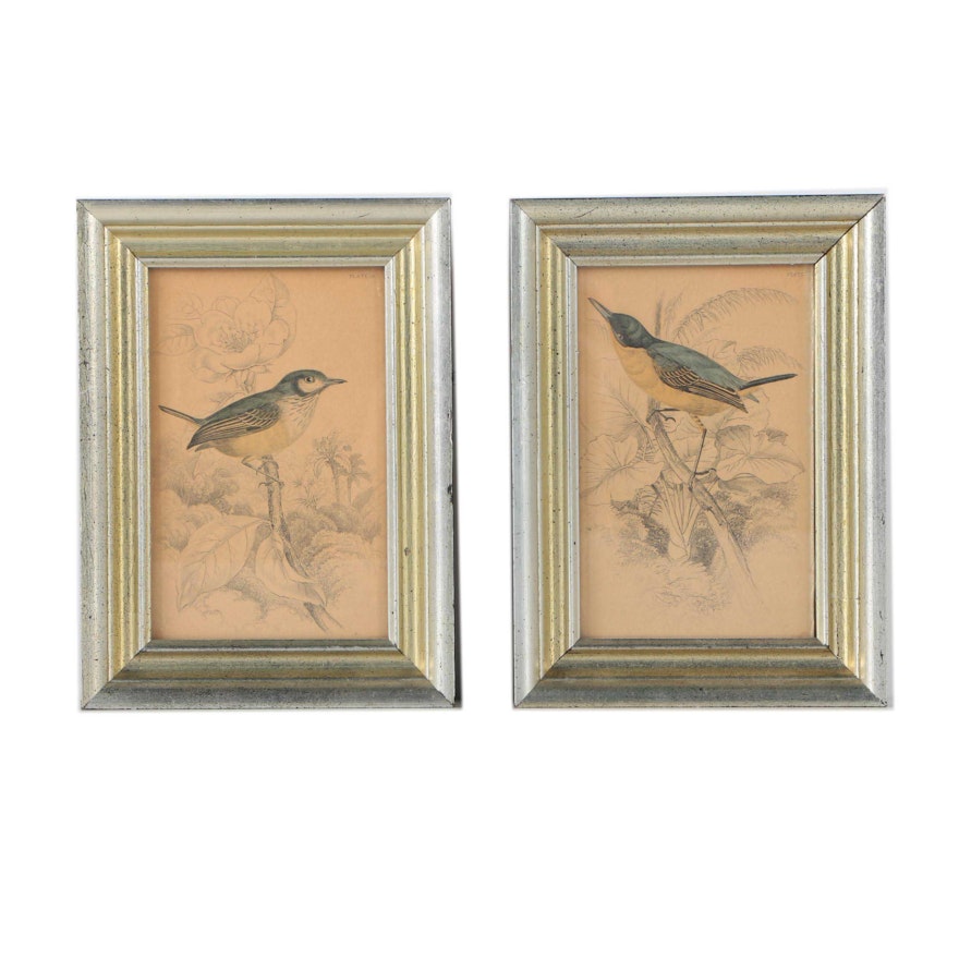 Hand-Colored Intaglio Prints of Birds