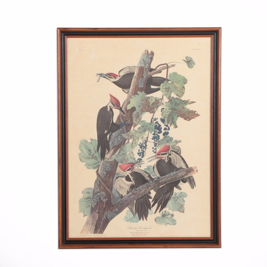 After John J. Audubon Offset Lithograph "Pileated Woodpecker"