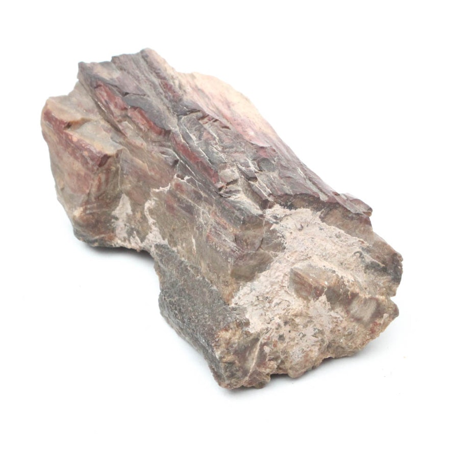 Petrified Wood Specimen