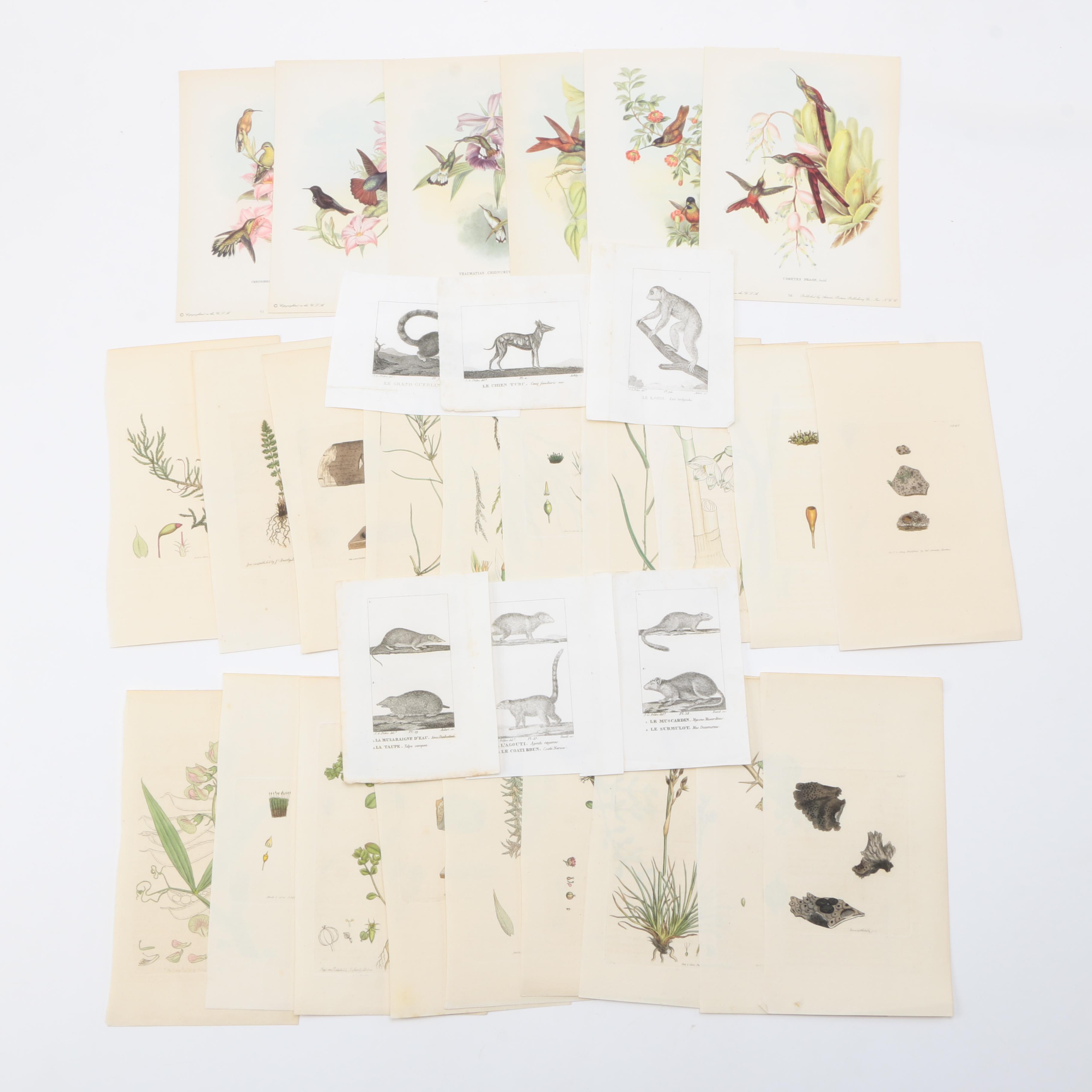 Flora and Fauna Prints