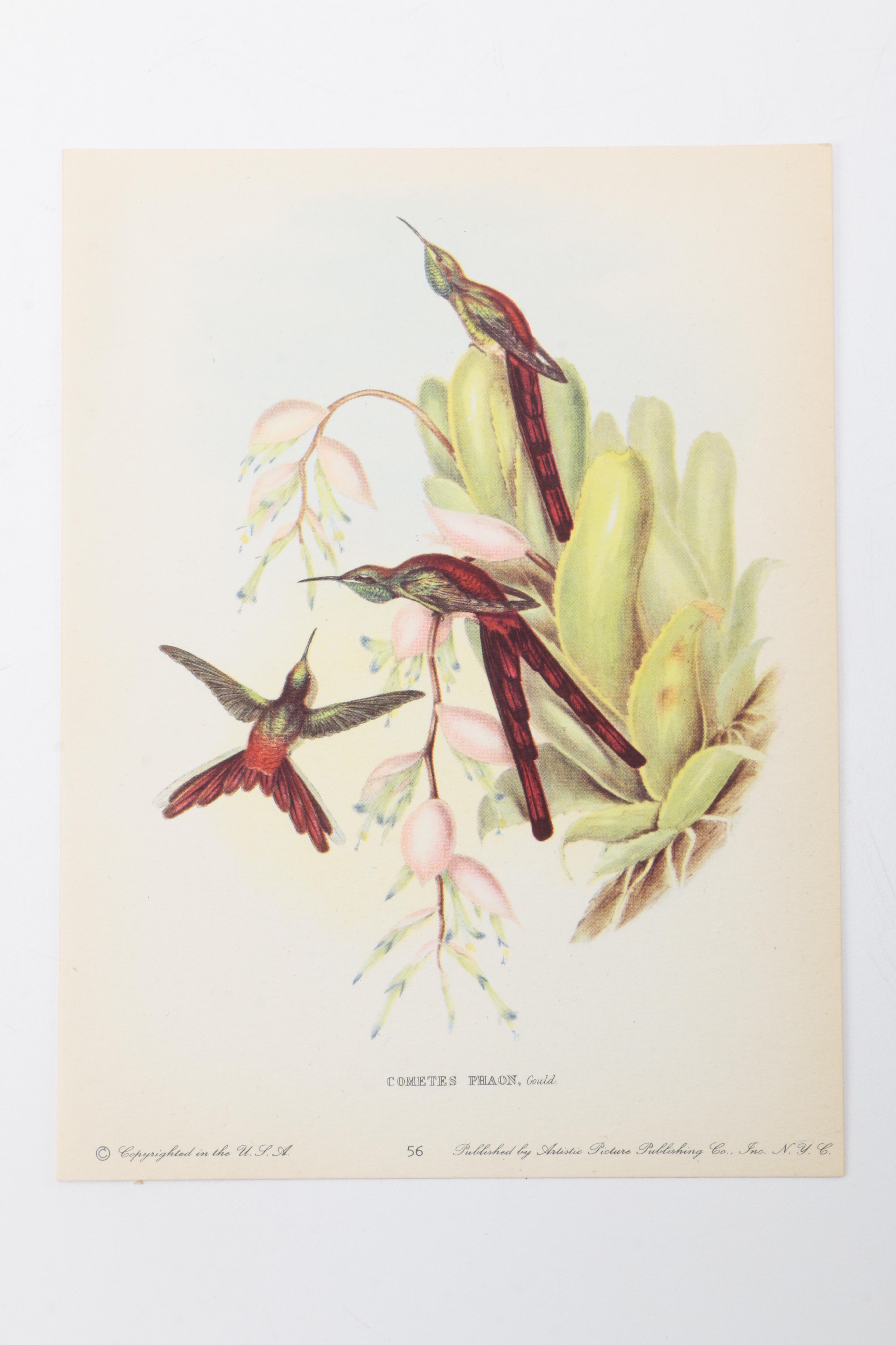 Flora and Fauna Prints