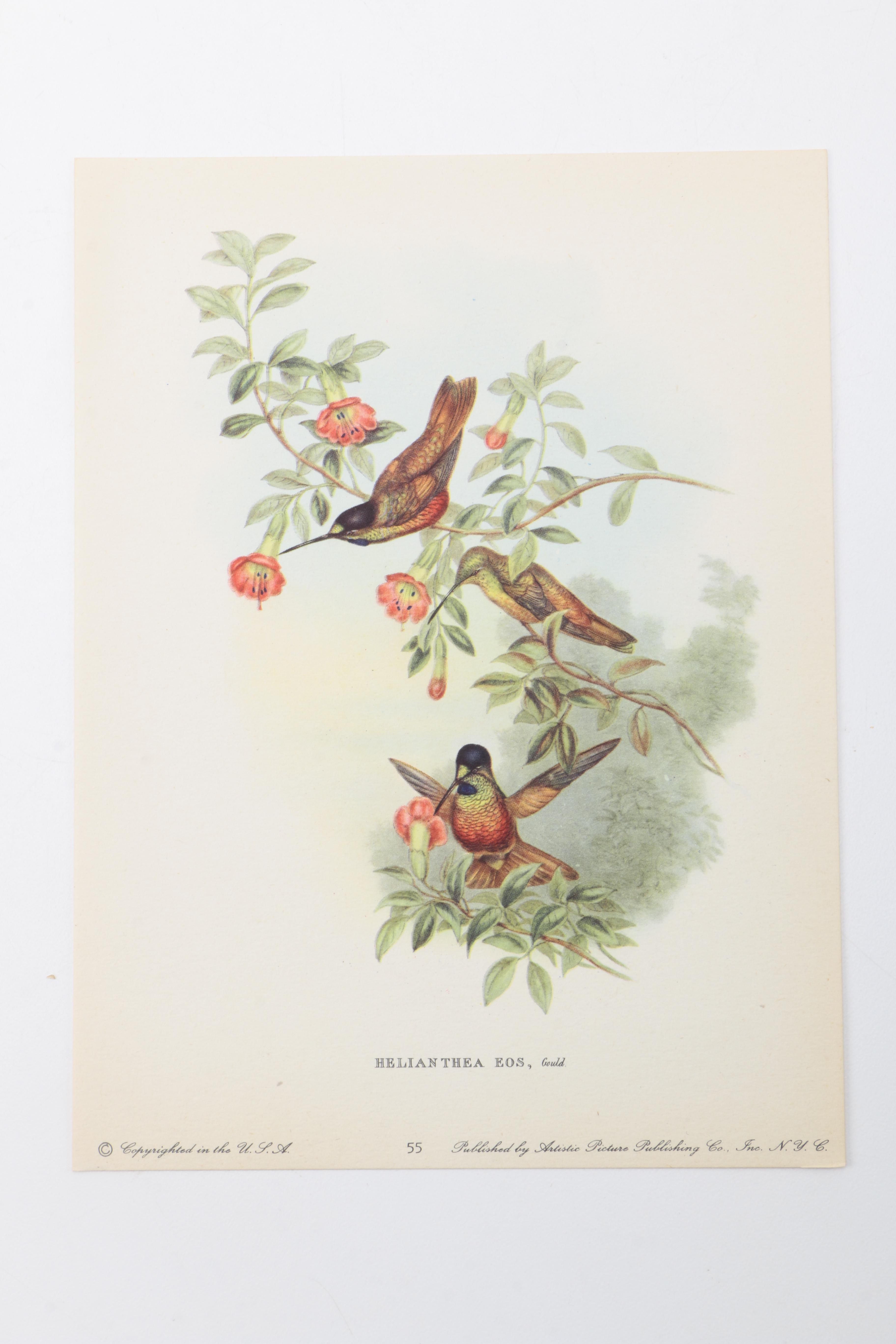 Flora and Fauna Prints