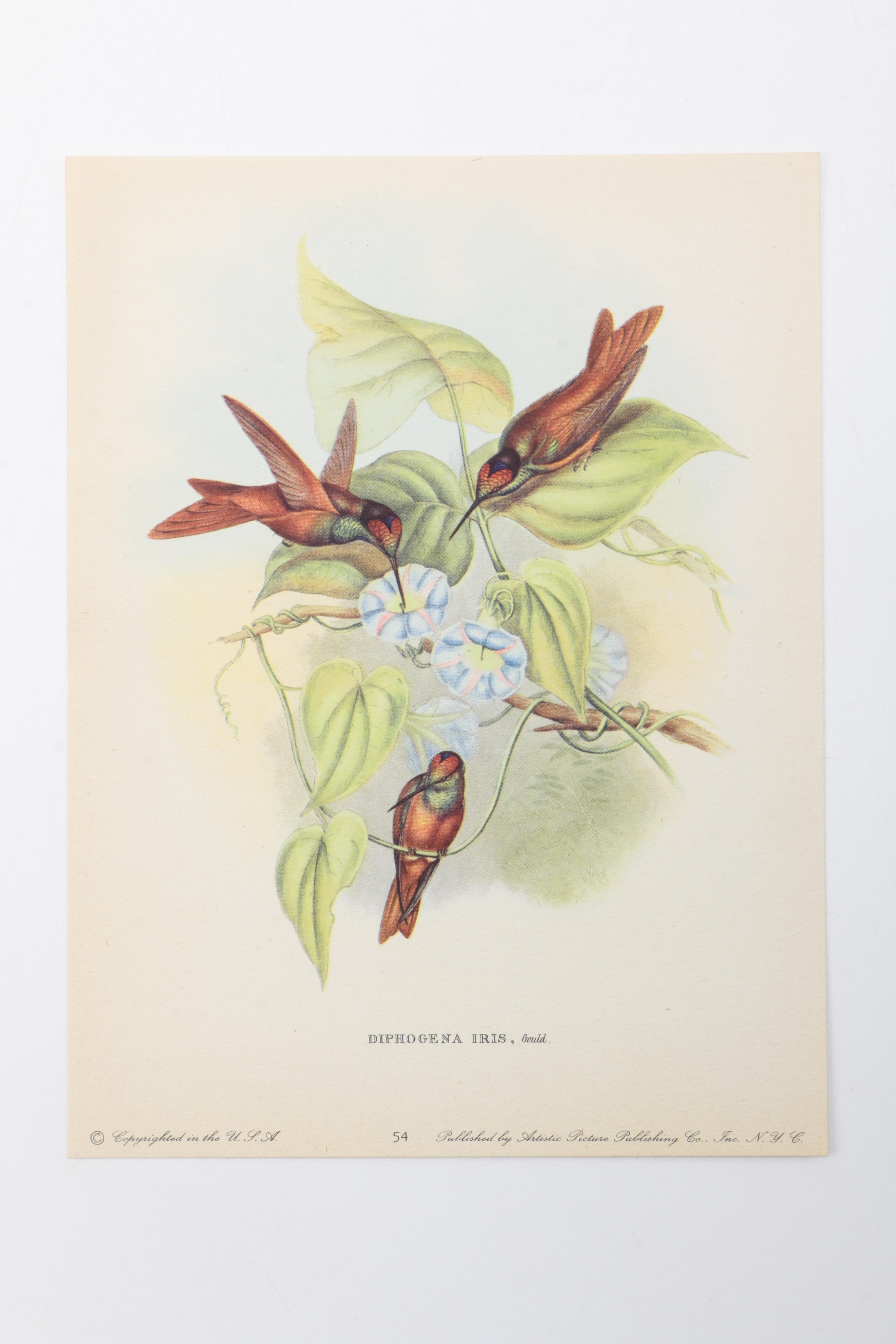 Flora and Fauna Prints