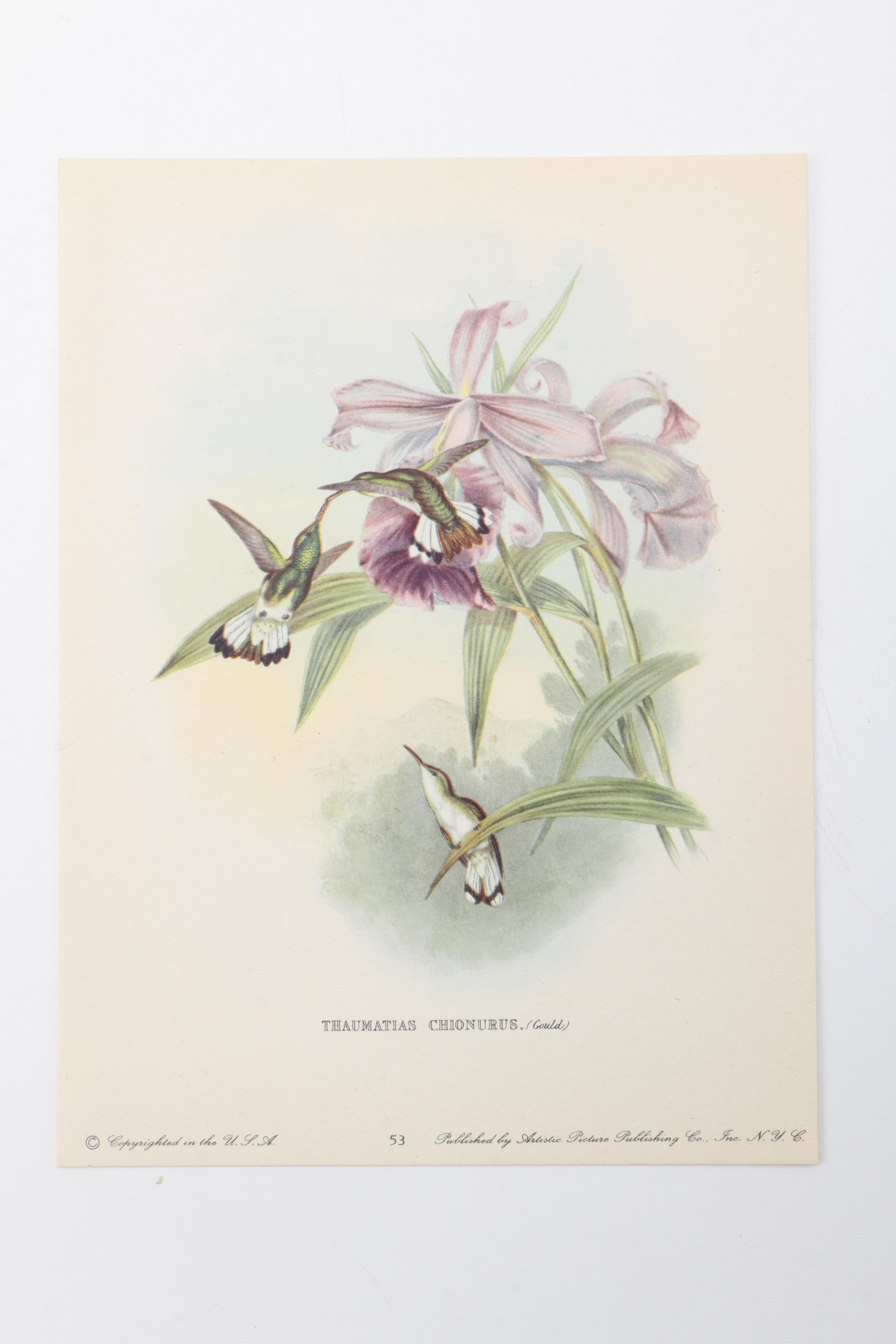 Flora and Fauna Prints