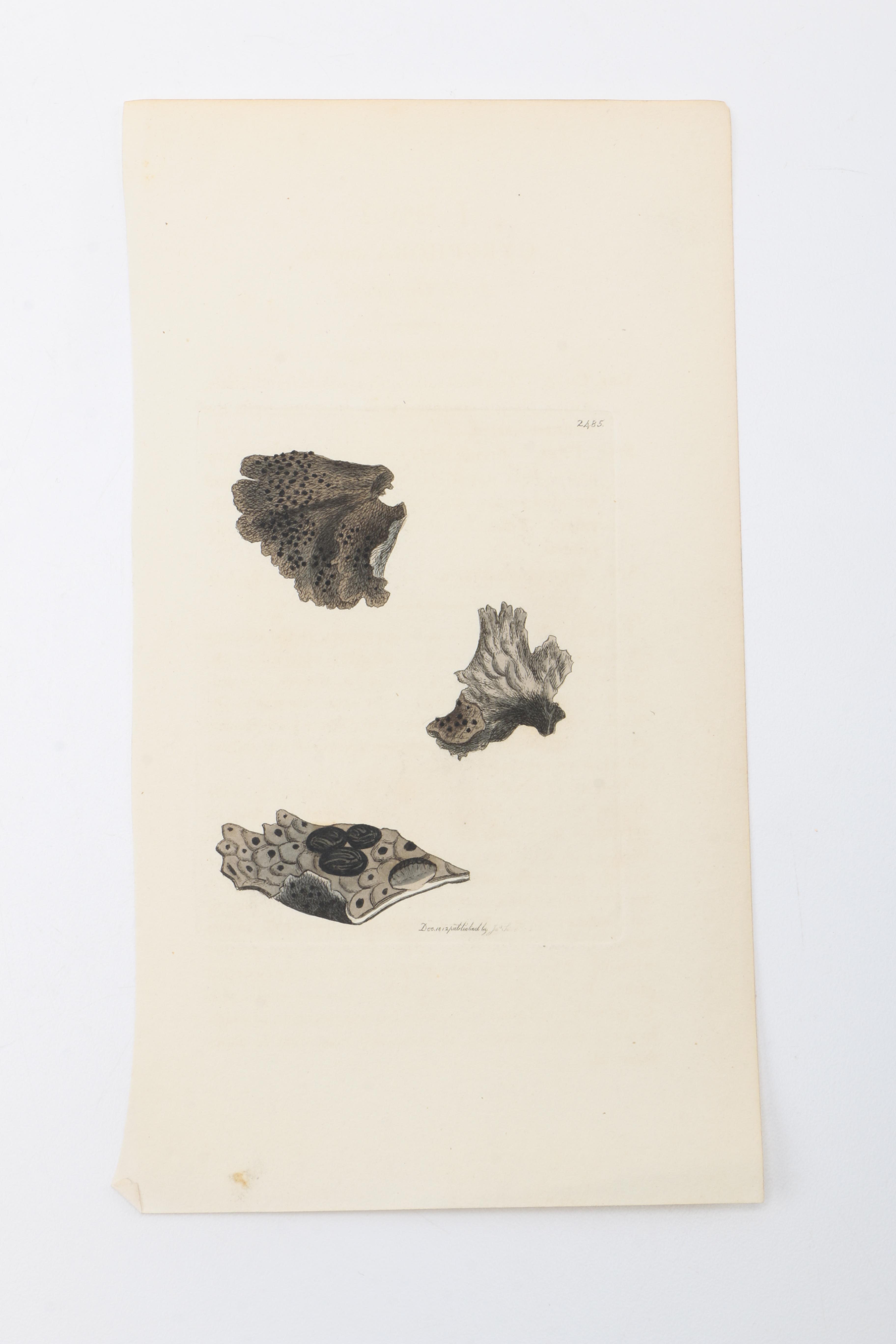 Flora and Fauna Prints