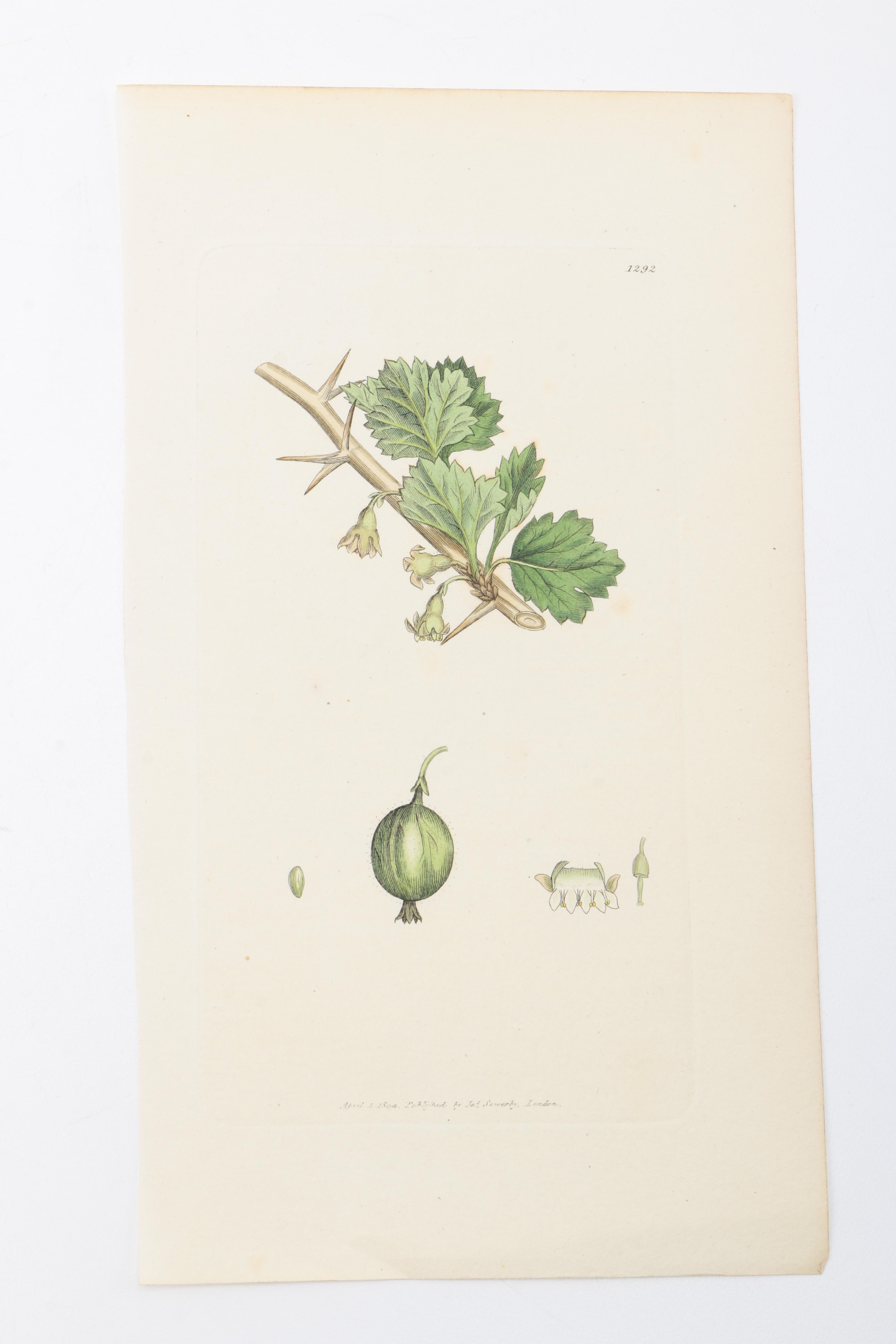 Flora and Fauna Prints