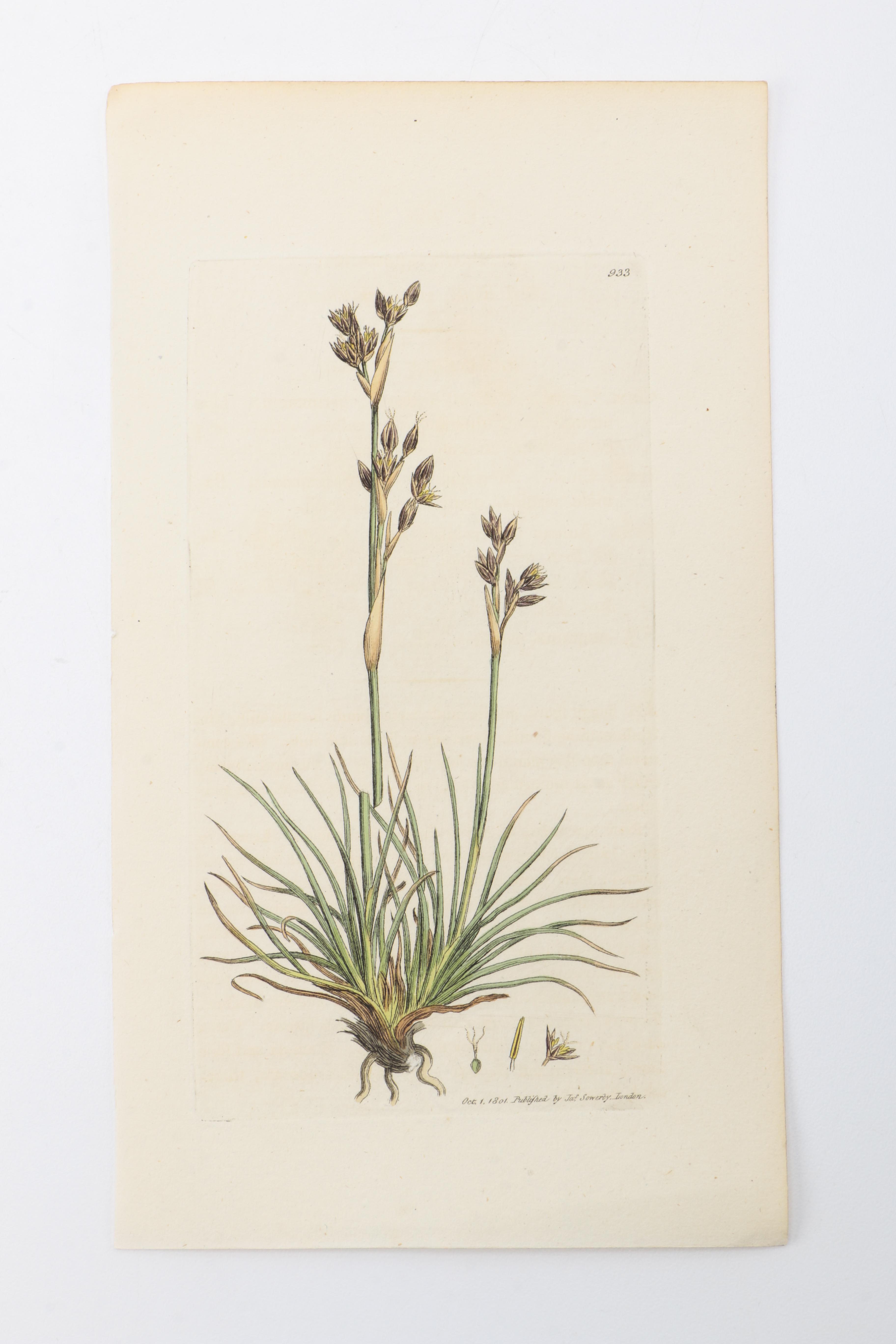 Flora and Fauna Prints