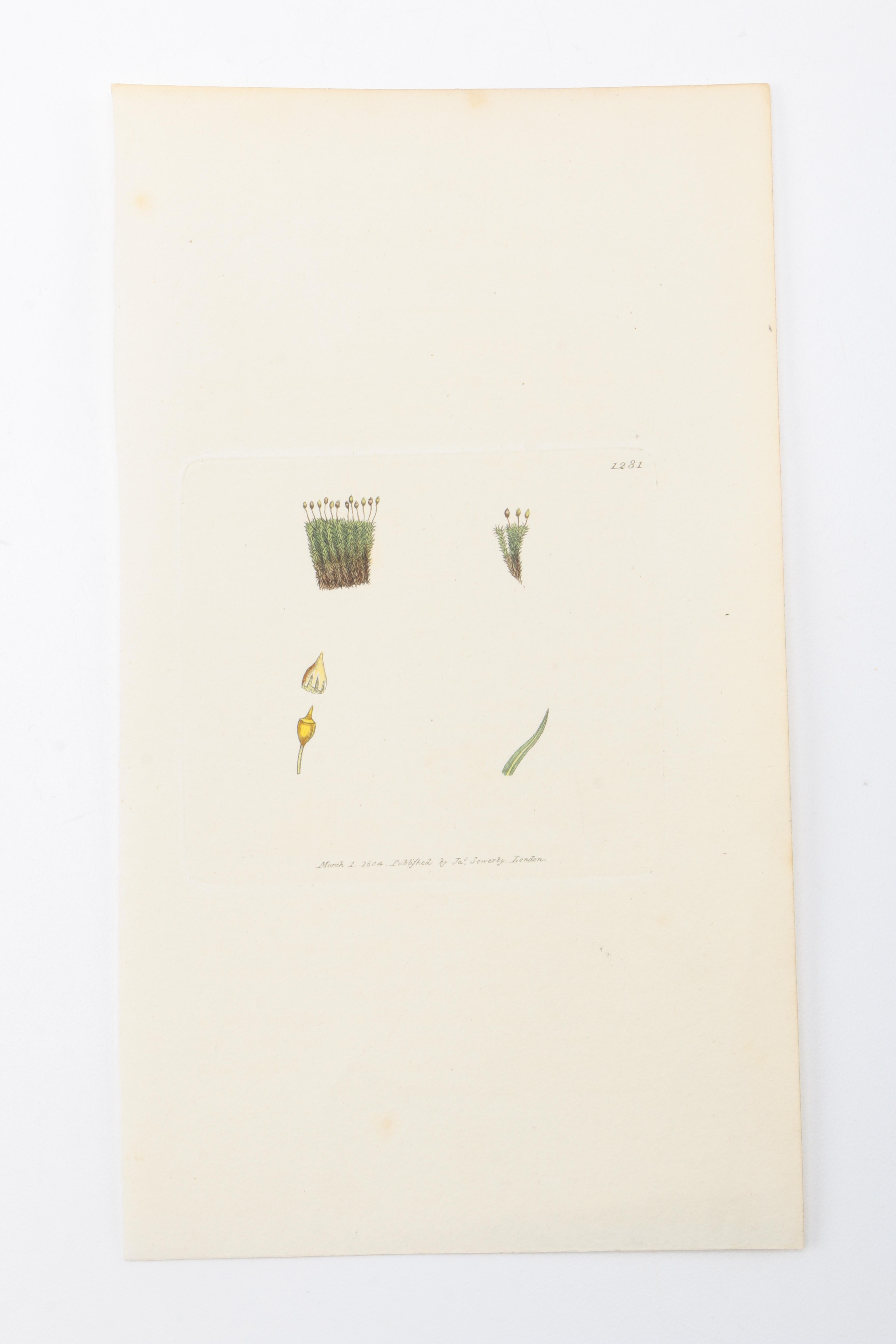 Flora and Fauna Prints