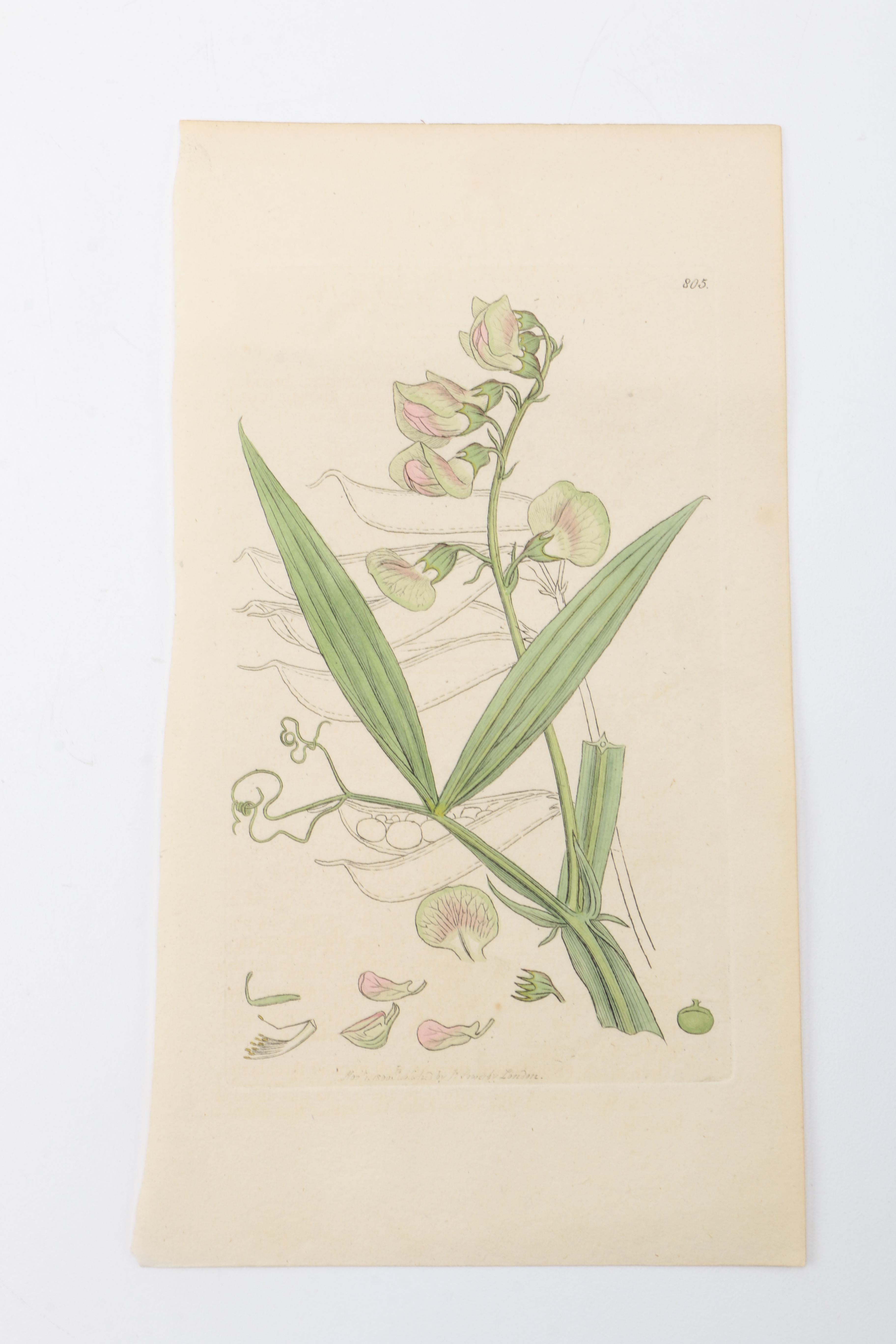 Flora and Fauna Prints