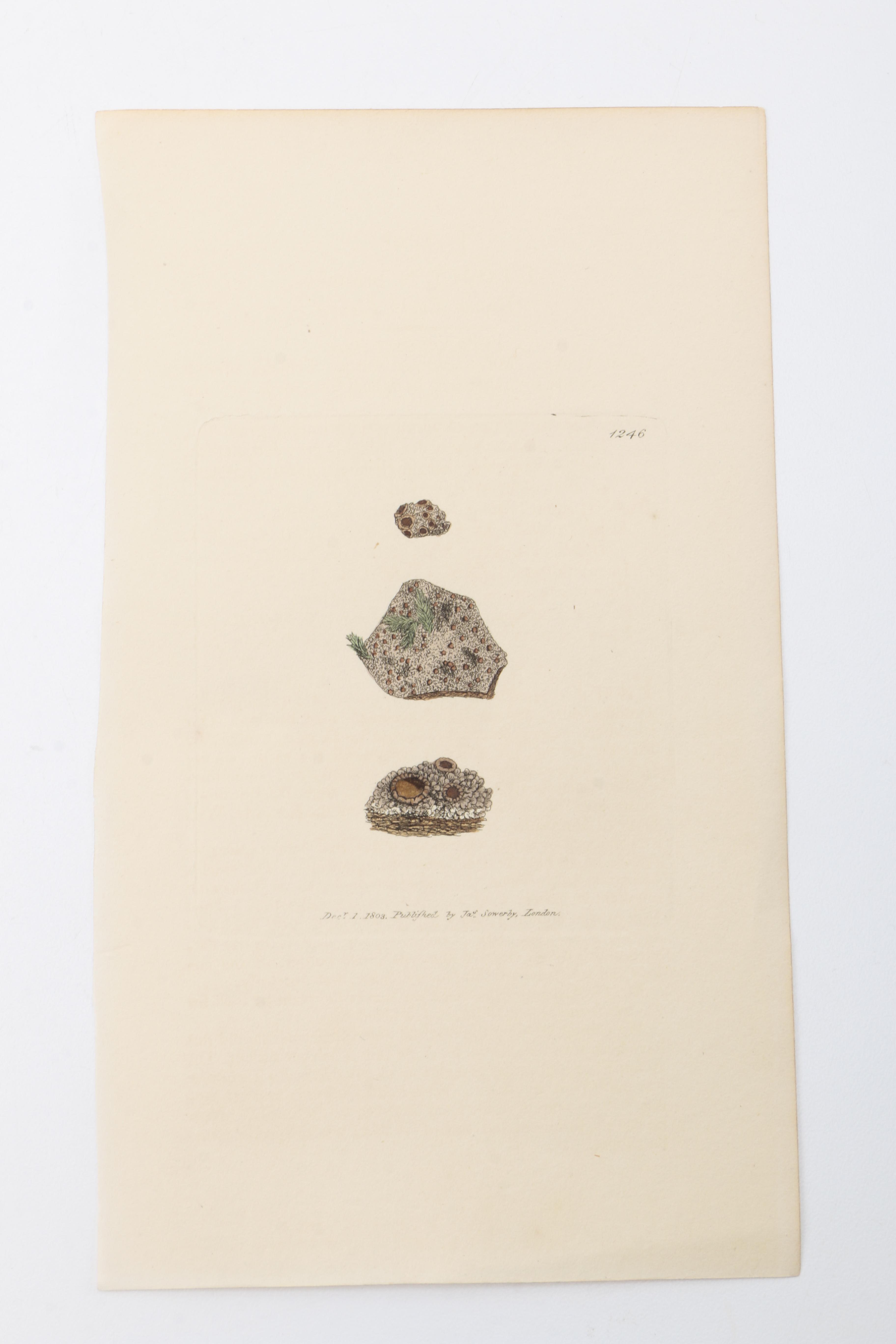 Flora and Fauna Prints