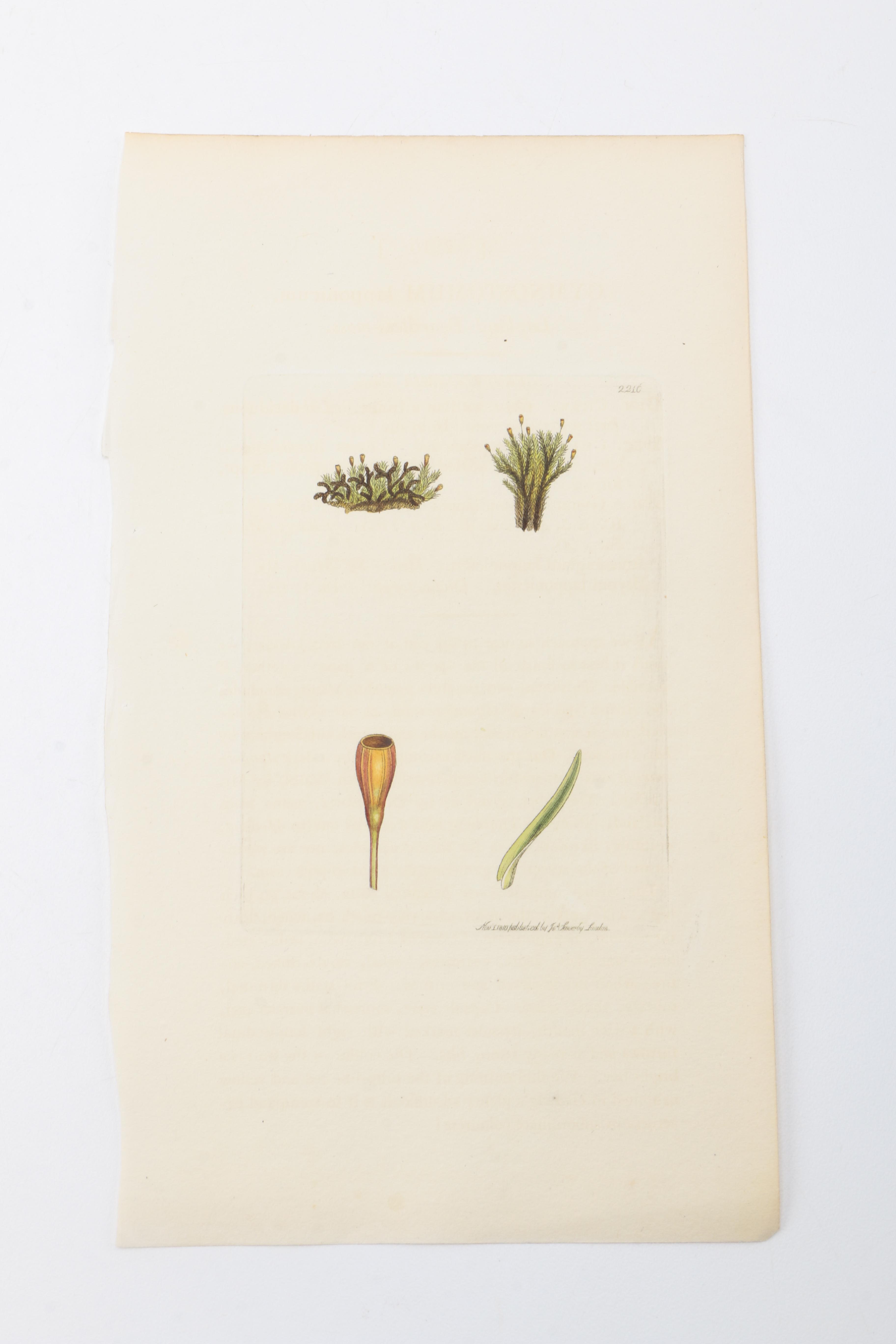 Flora and Fauna Prints