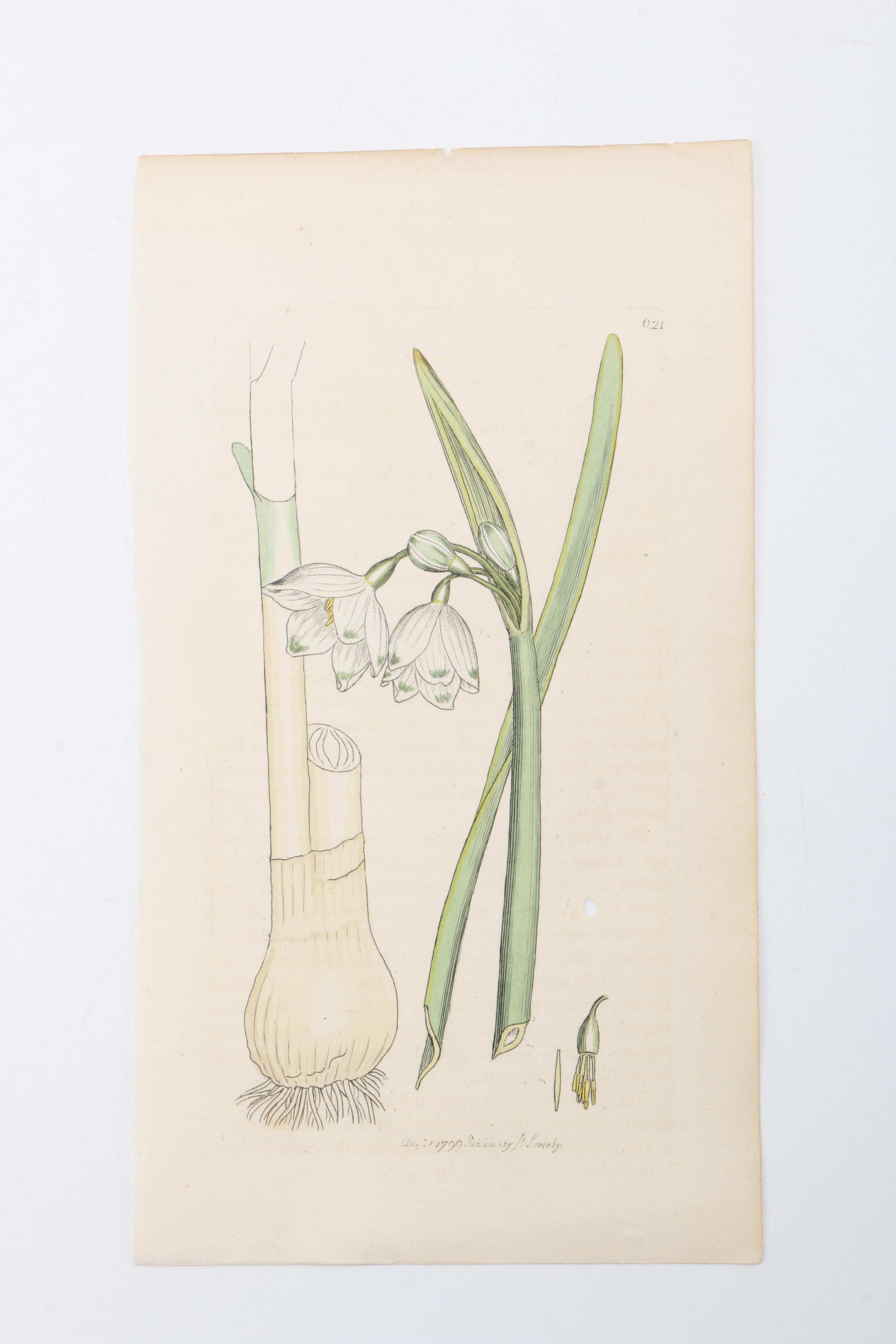 Flora and Fauna Prints