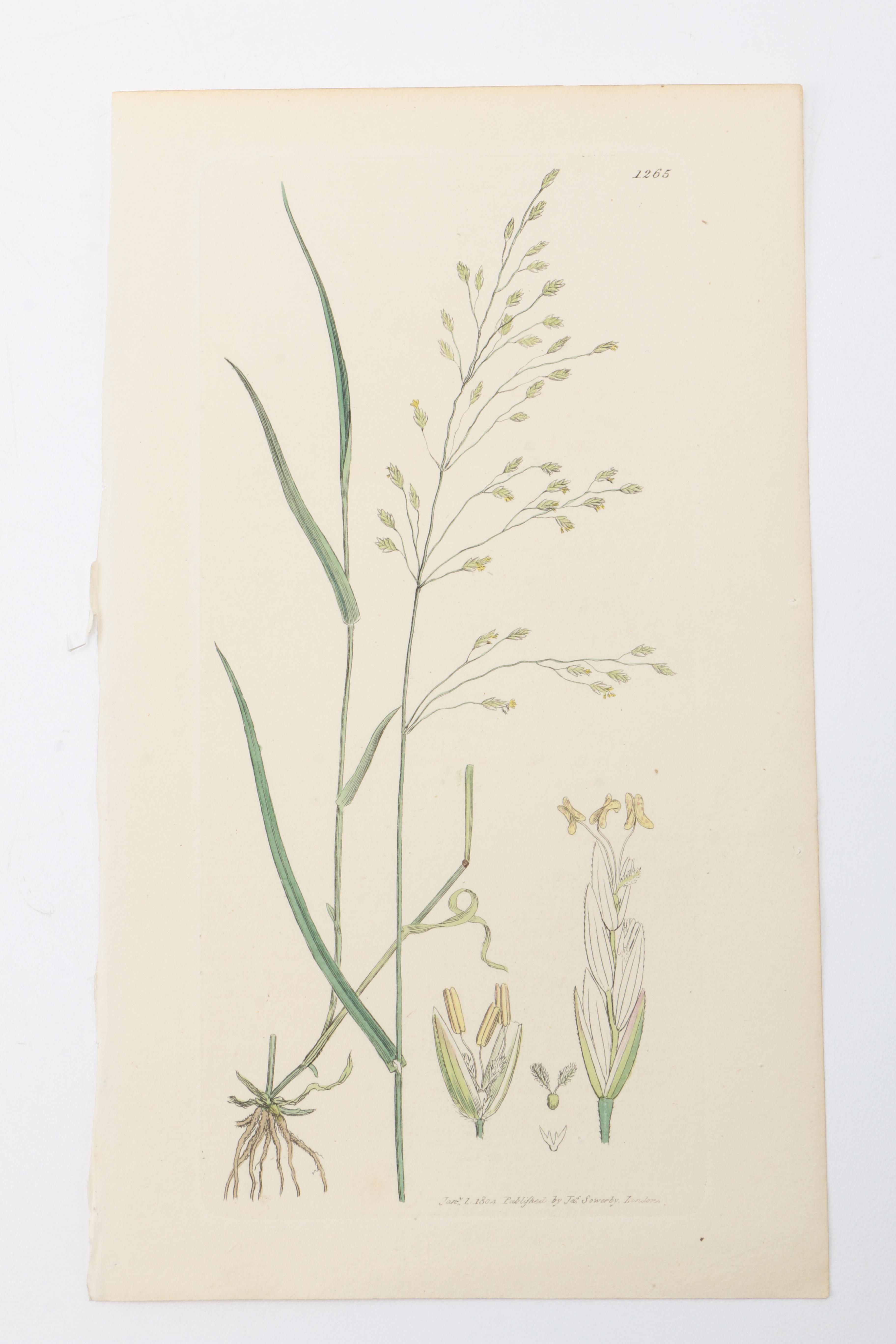 Flora and Fauna Prints