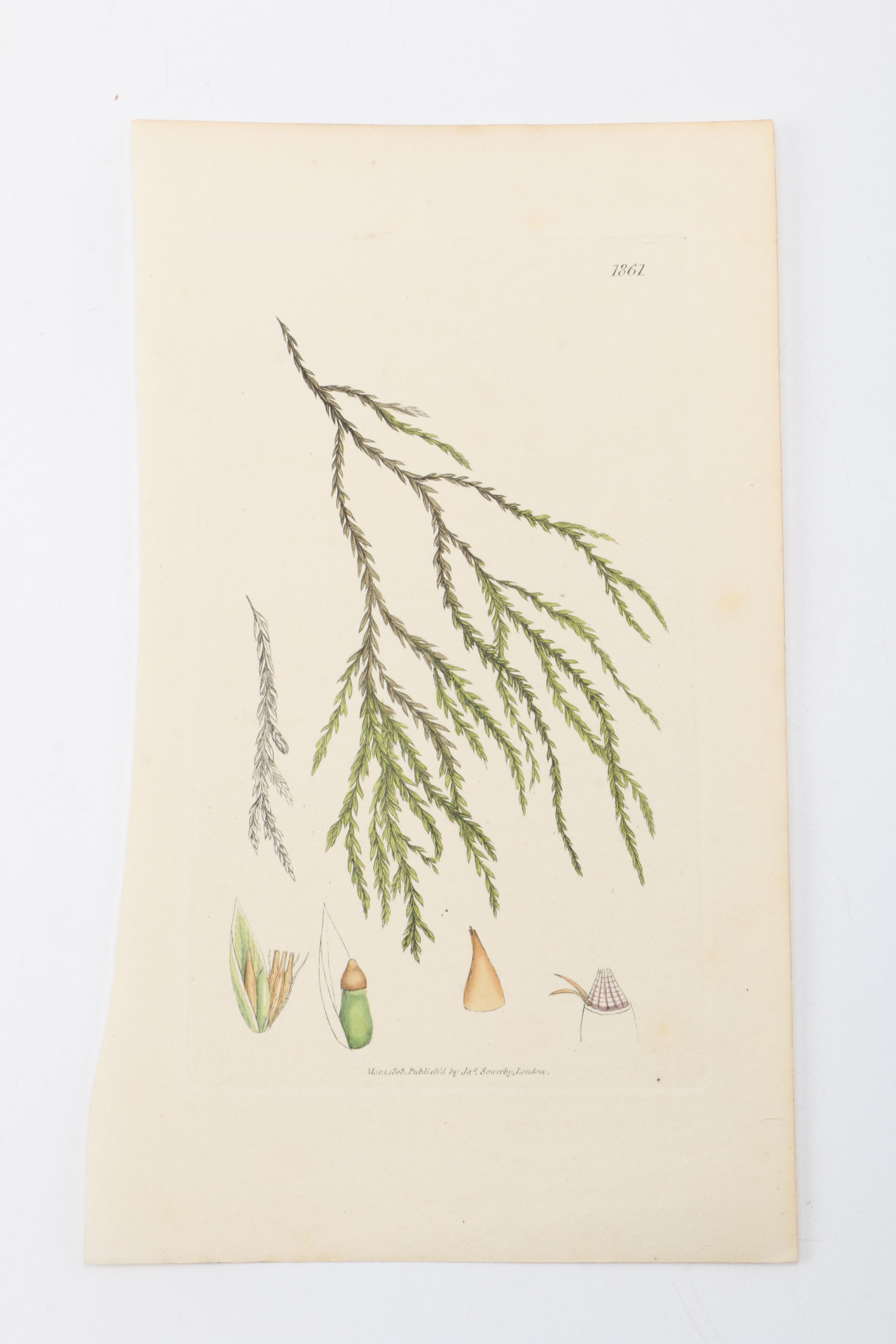 Flora and Fauna Prints